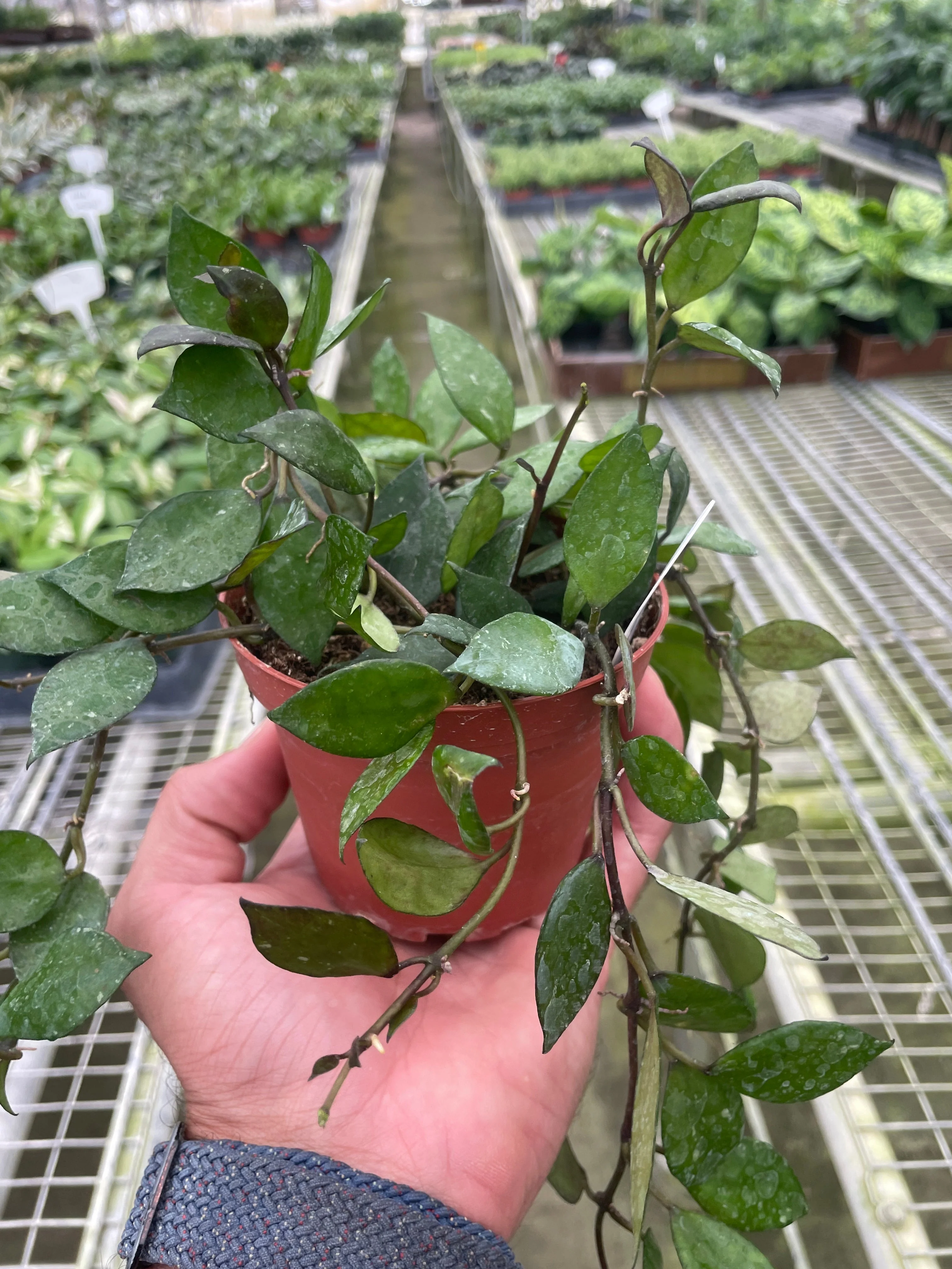 Hoya Krohniana Black - Image 2