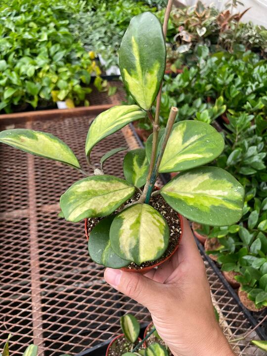 Hoya Obovata Reverse - Image 3