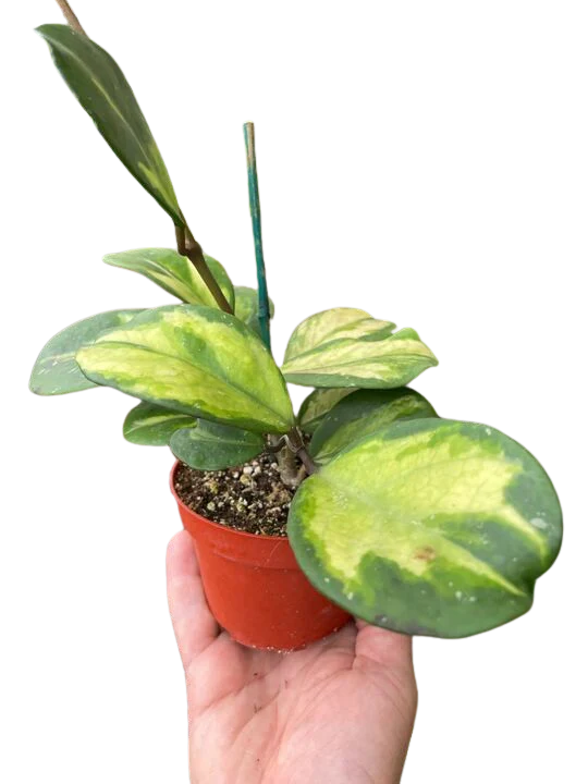 Hoya Obovata Reverse - Image 5