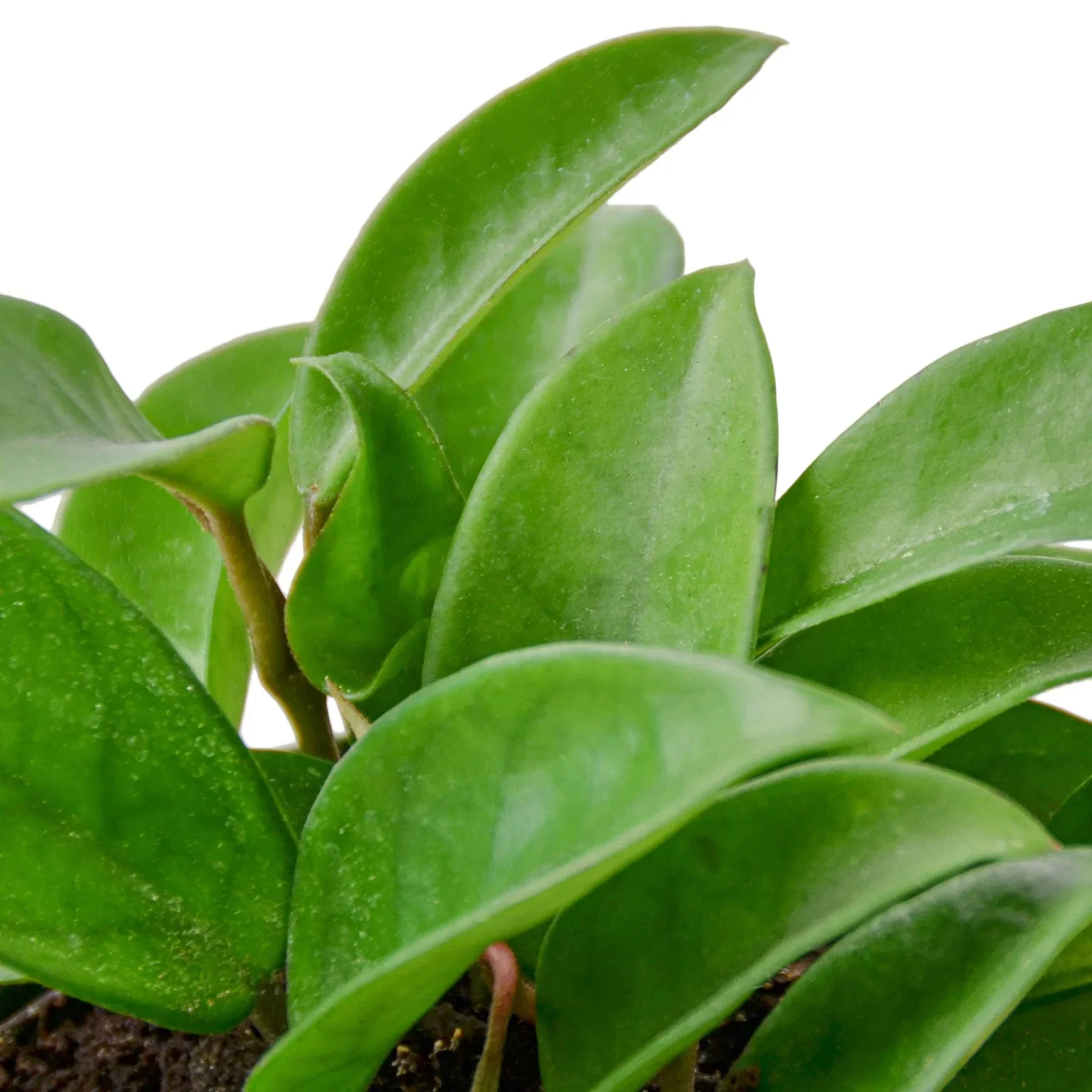 Hoya Plant - Image 3