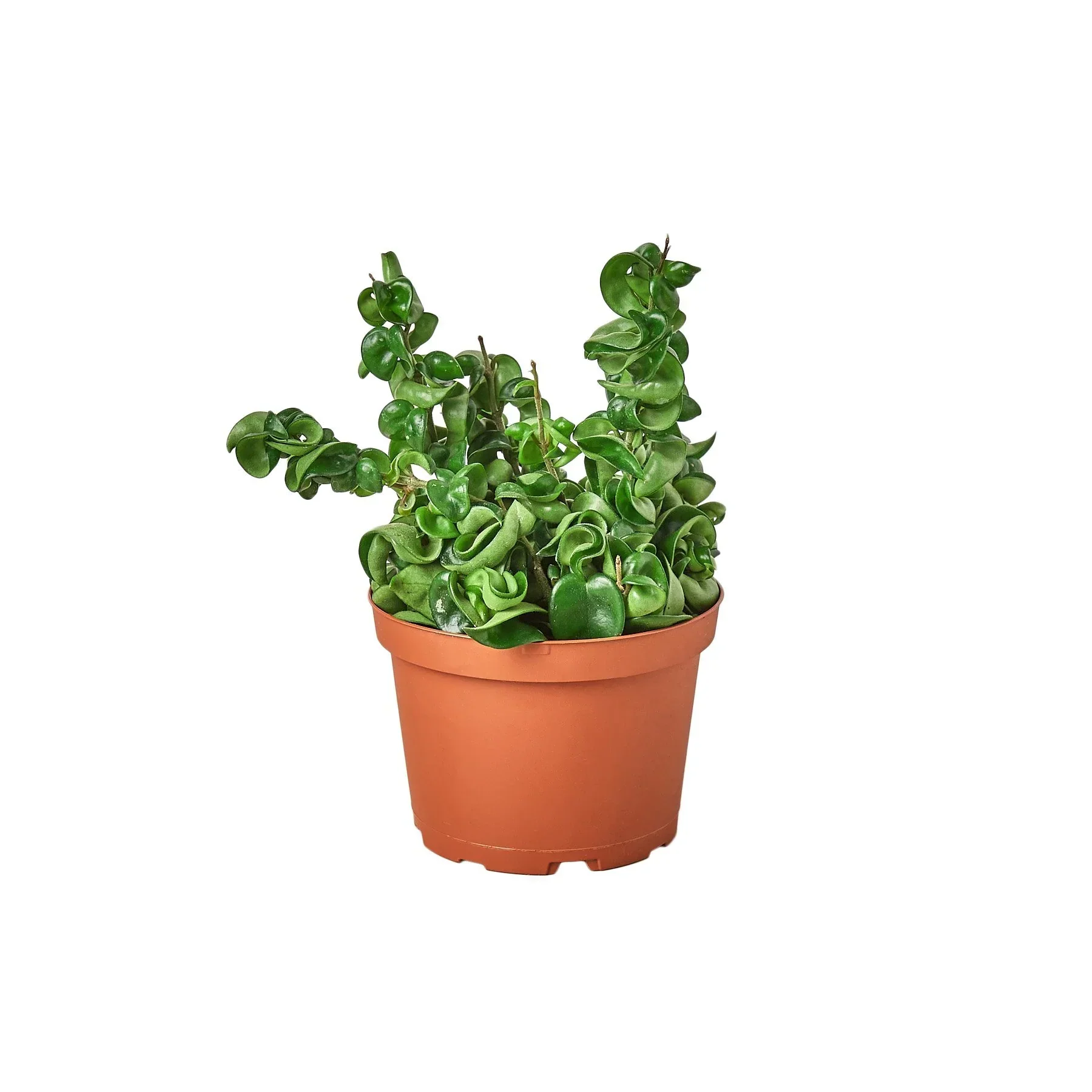 Hoya Rope Plant - Image 5
