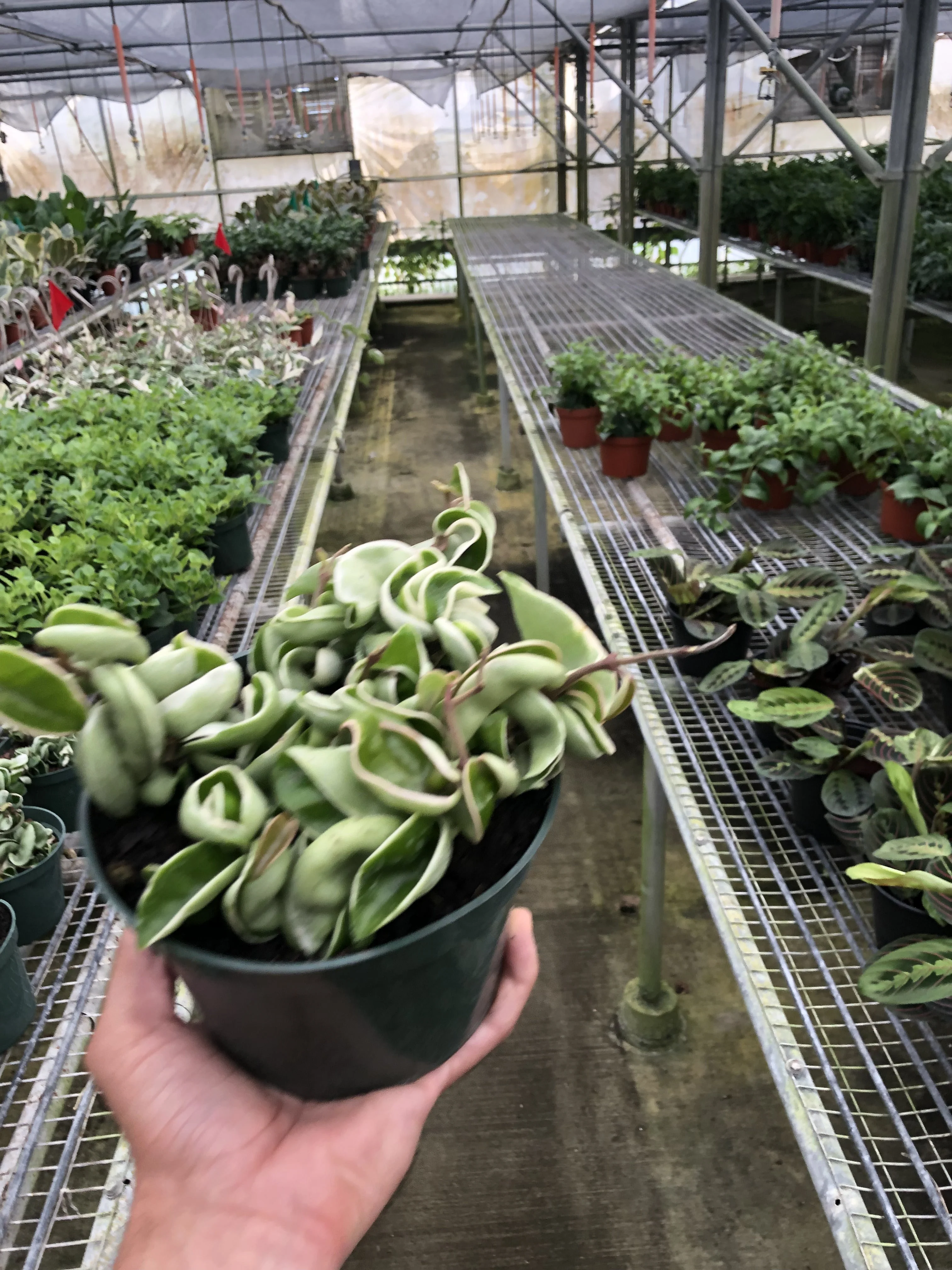 Hoya 'Rope Plant' Variegated - Image 5