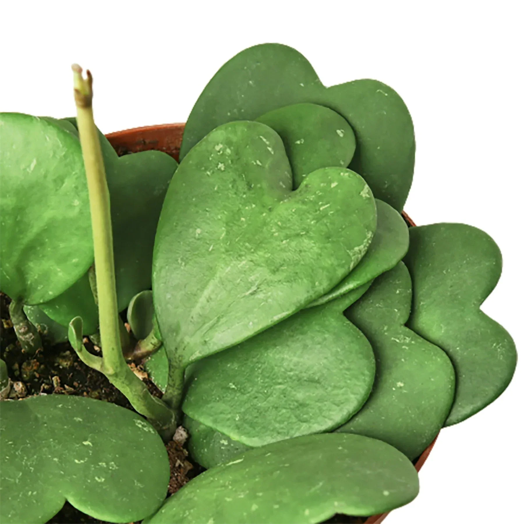 Hoya Sweetheart - Image 4