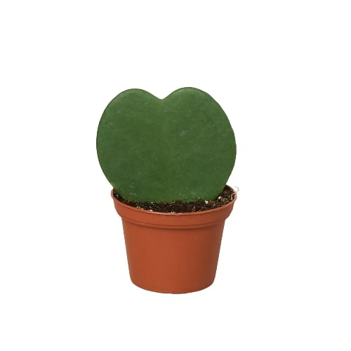 Hoya Sweetheart - Image 6
