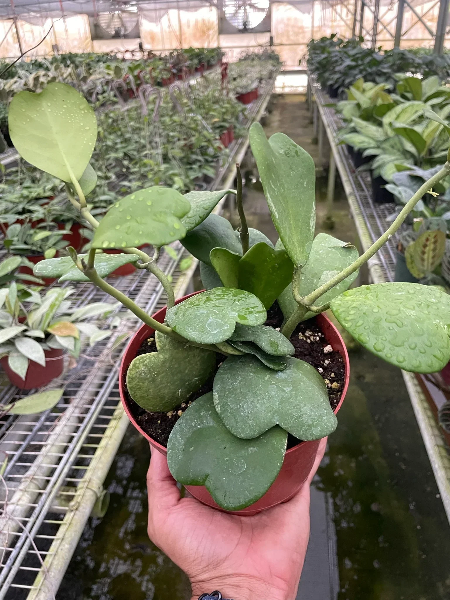 Hoya Sweetheart - Image 7