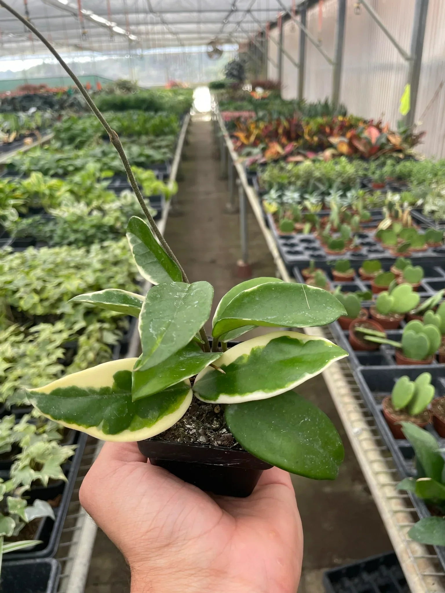 Hoya Tricolor - Image 3