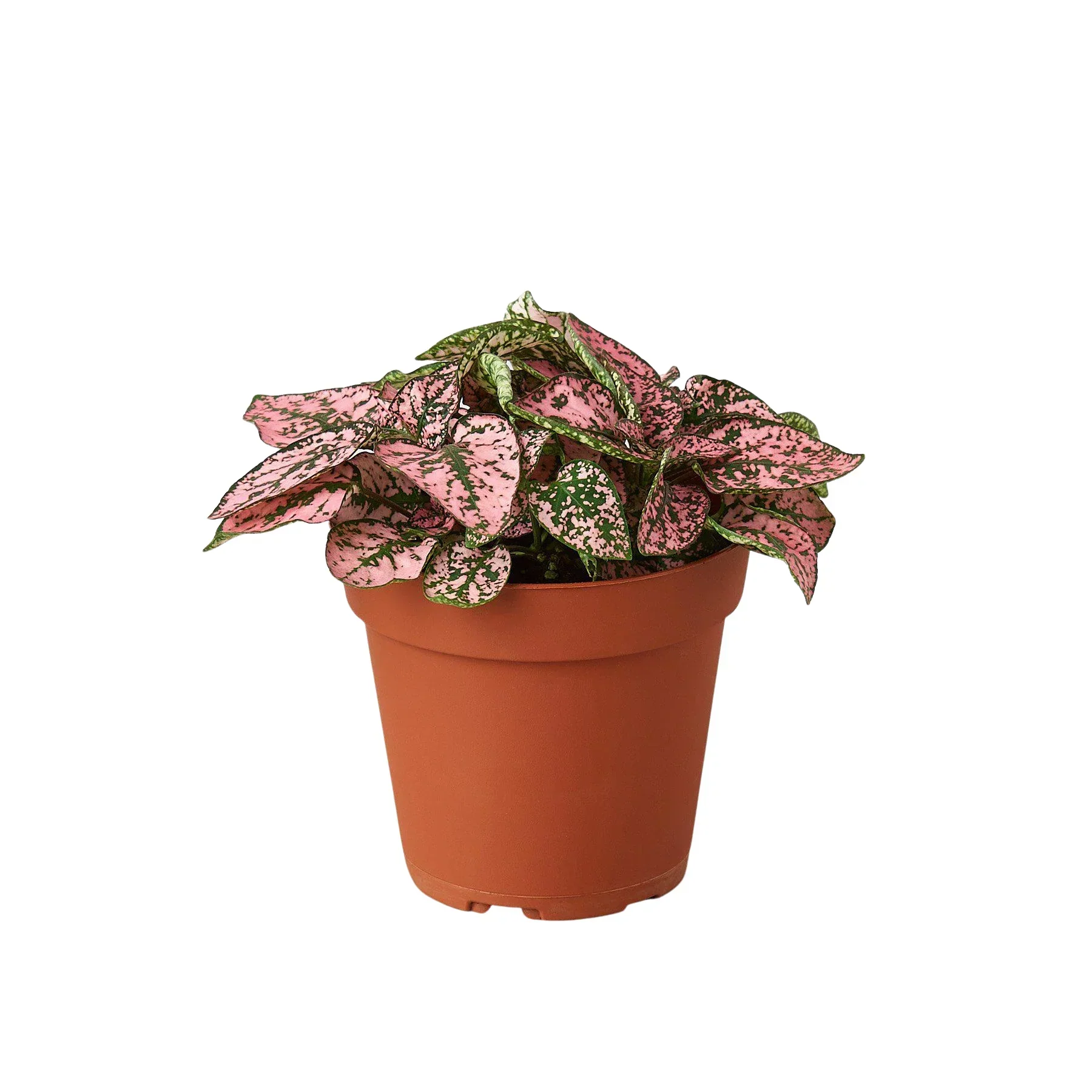 Hypoestes 'Polka Dot' - Image 2
