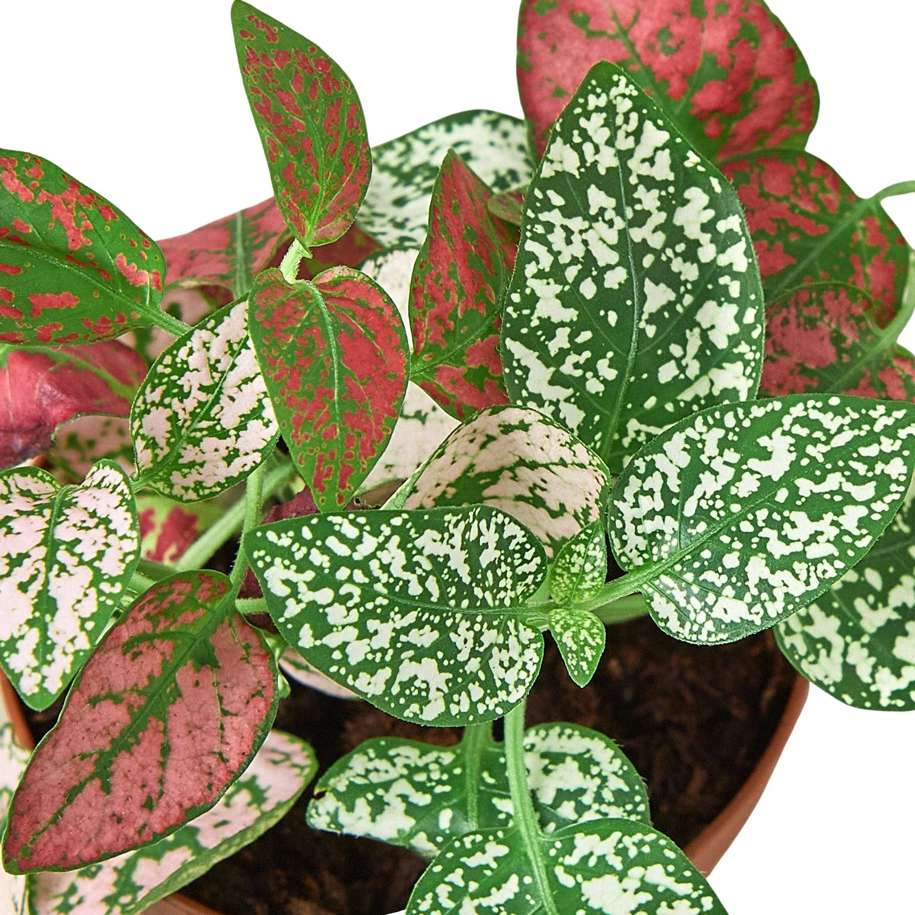 Hypoestes 'Polka Dot' - Image 4