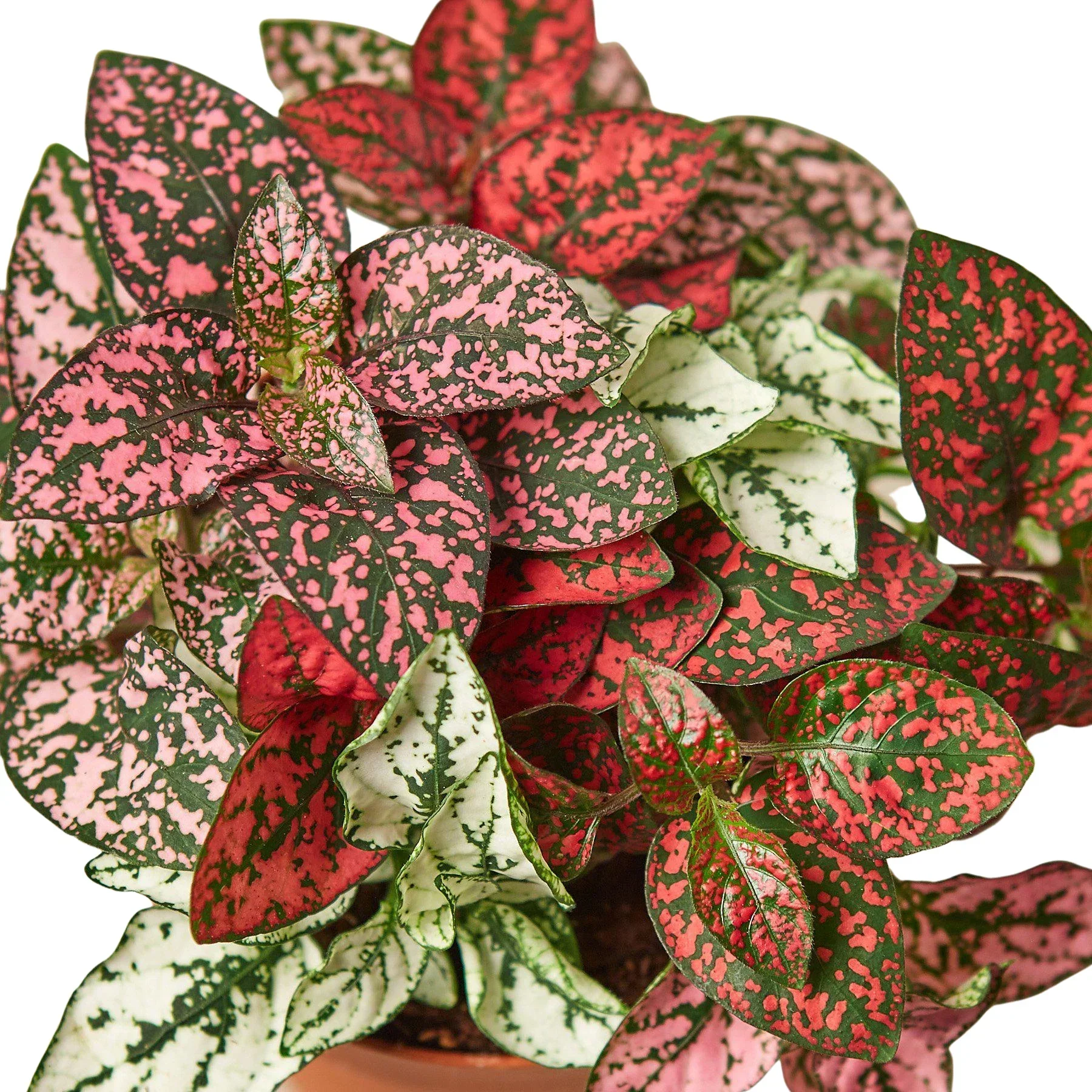 Hypoestes 'Polka Dot' - Image 5