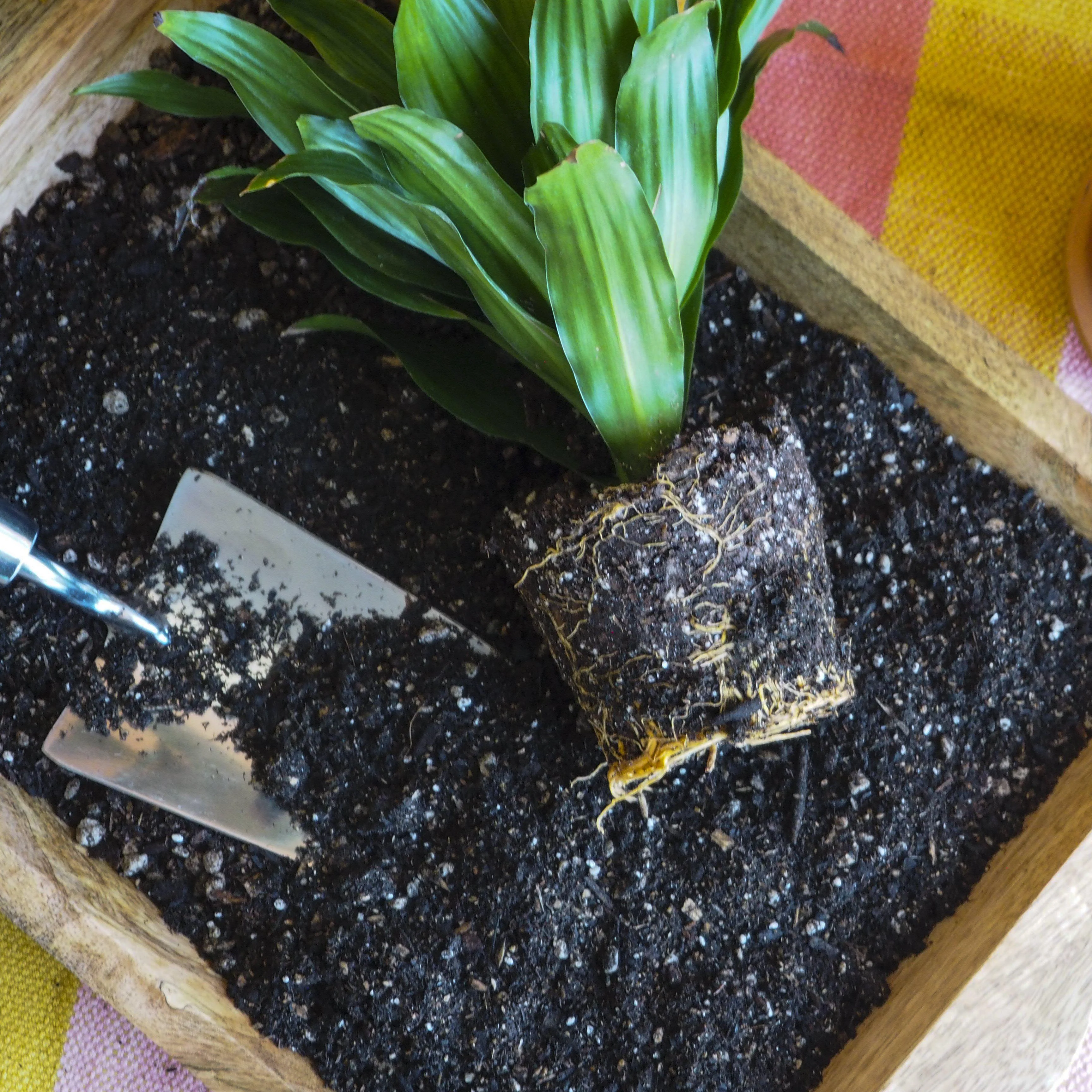 Indoor Plant Potting Soil - Puck - Image 2