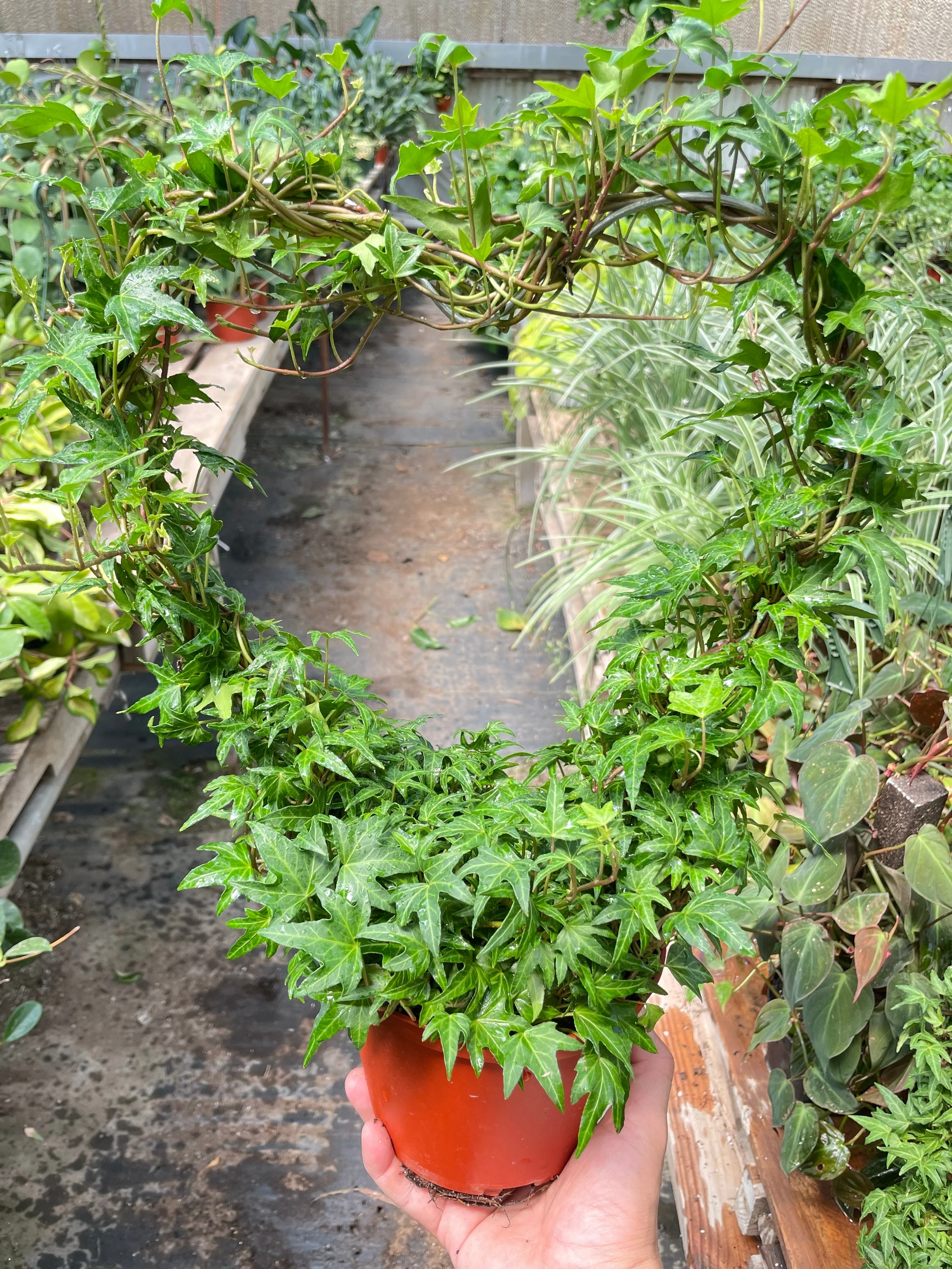 Ivy Green Topiary Heart - Image 2