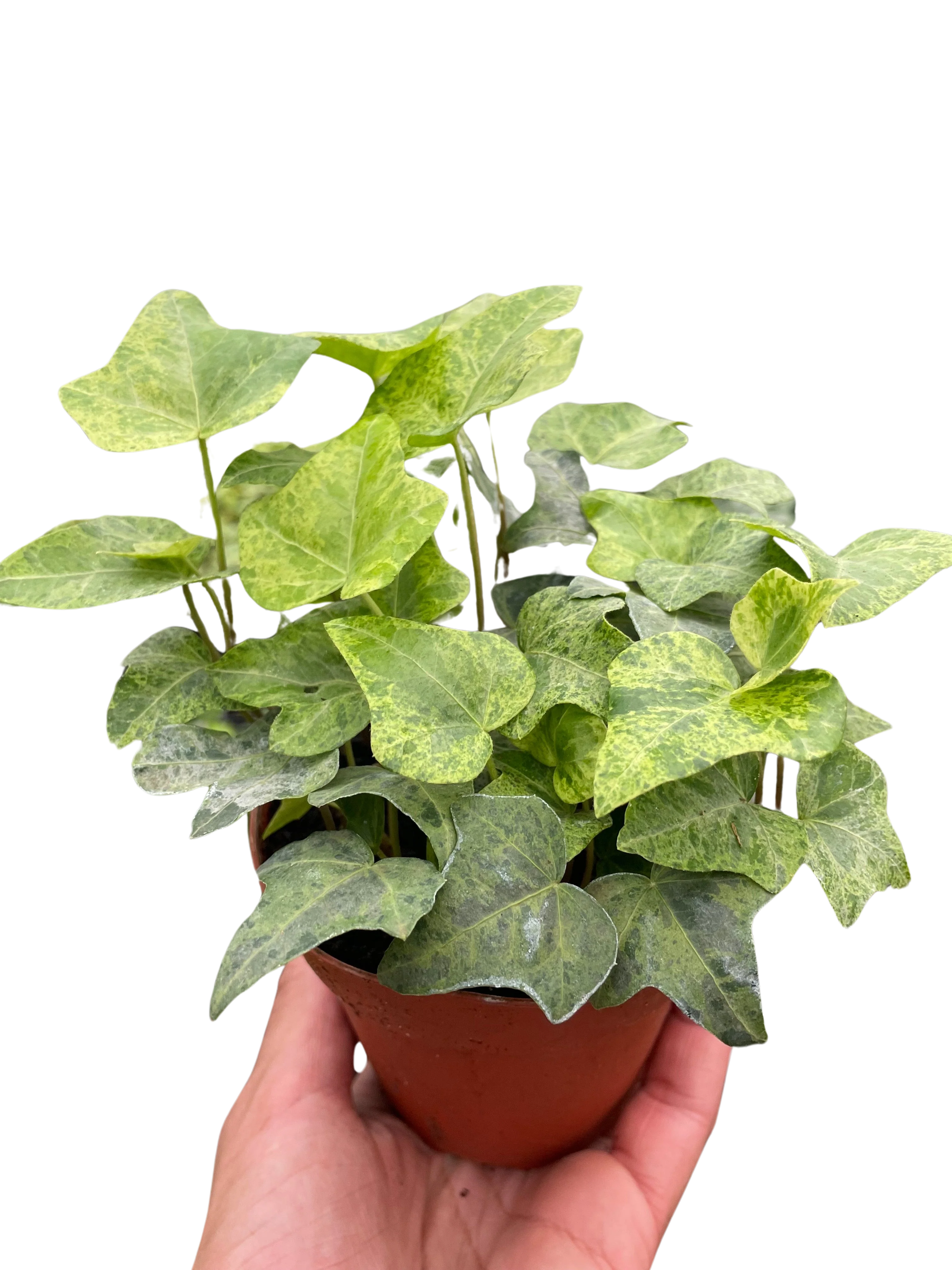Ivy Tropical Blizzard - Image 3