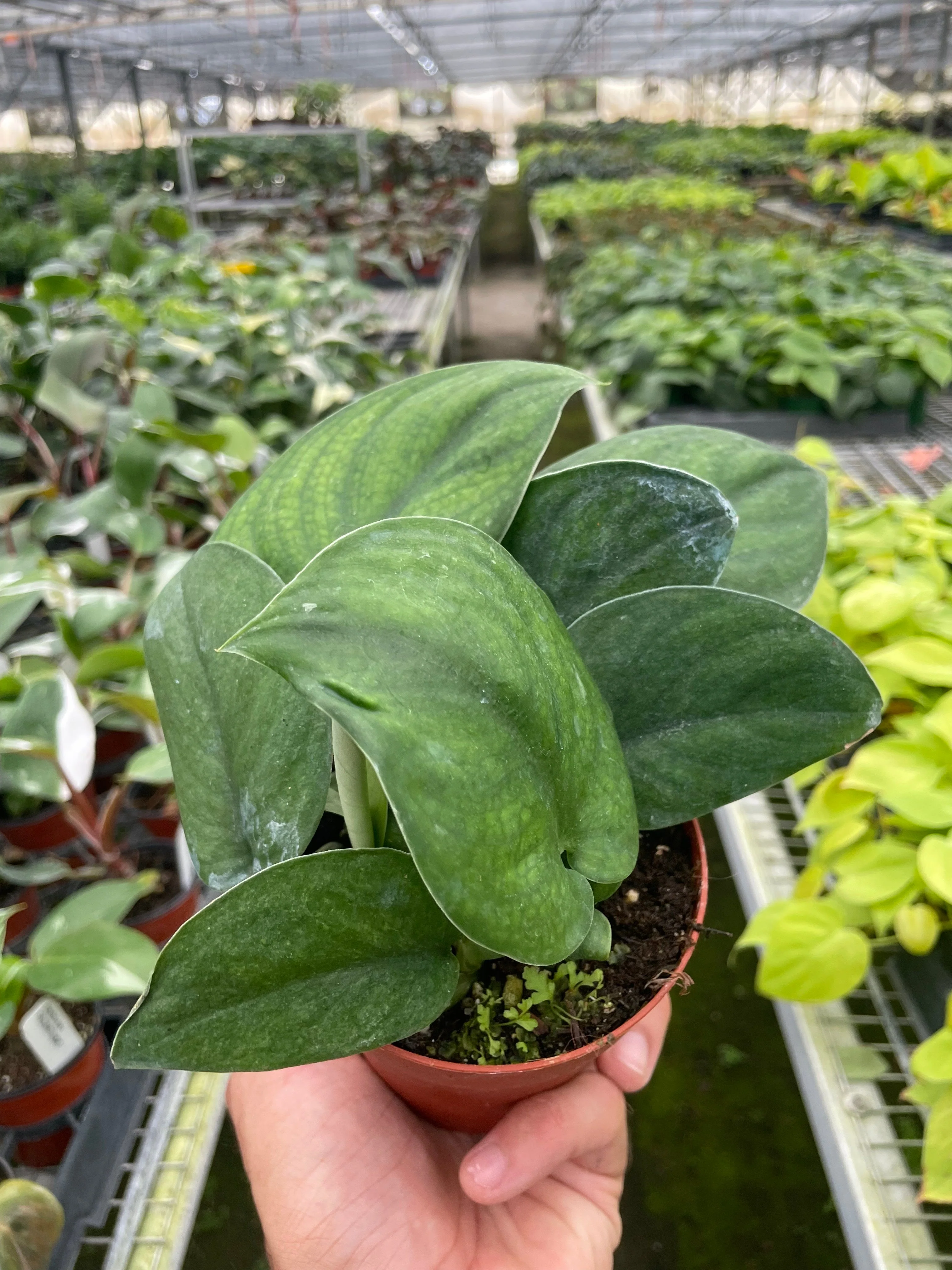 Jade Satin Pothos - Image 2