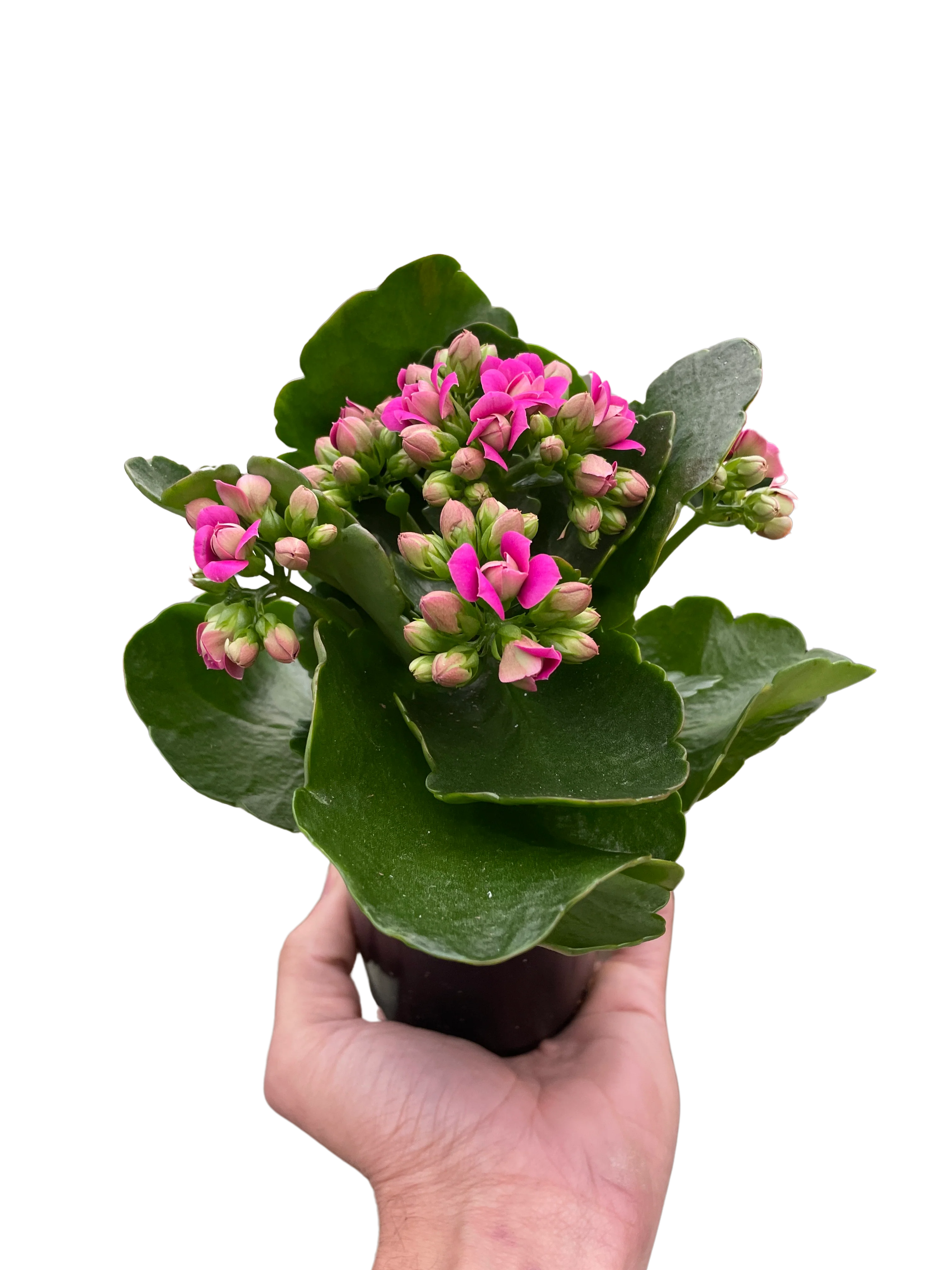 Kalanchoe - Image 4
