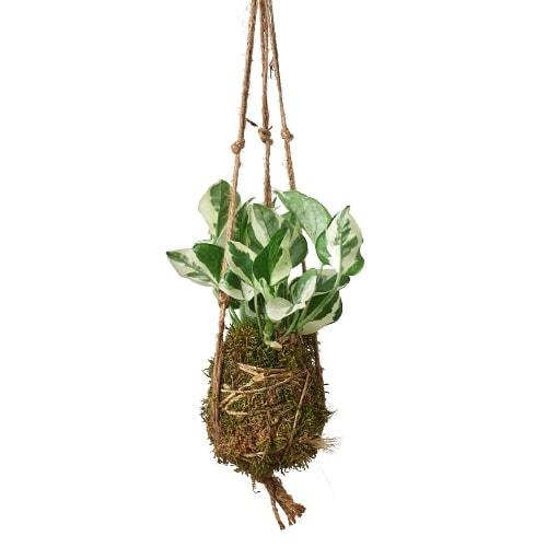 Kokedama Moss Ball Hanging Plant - Image 4