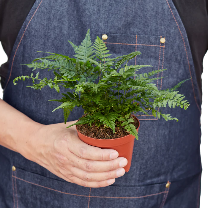 'Korean Rock' Fern - Image 3