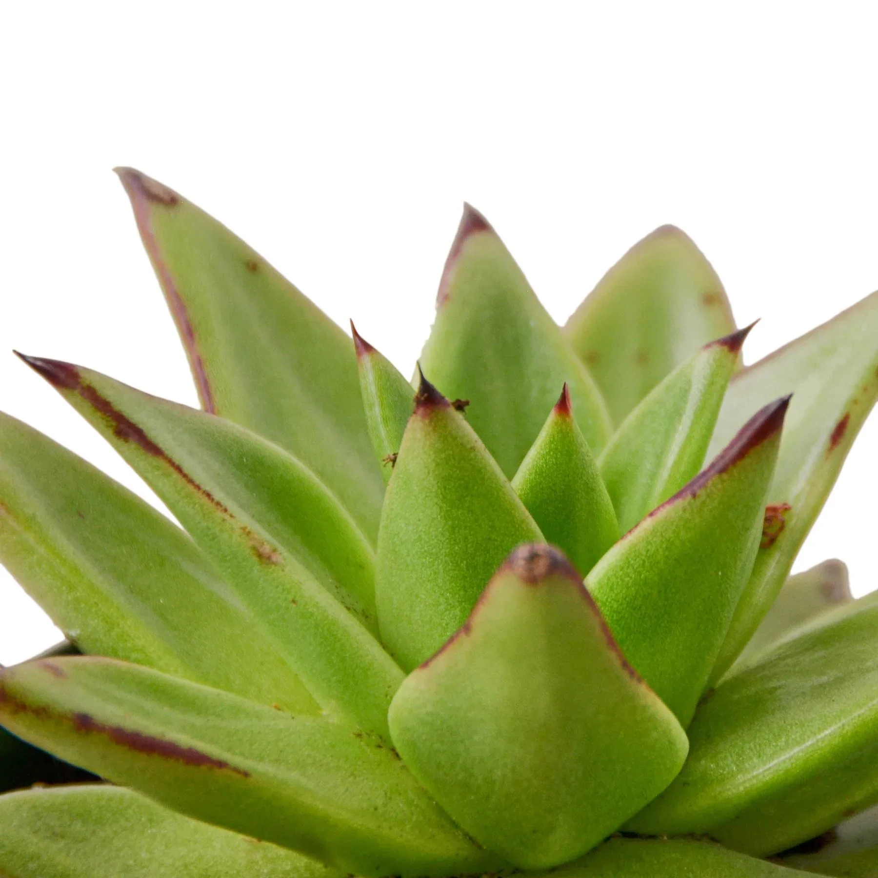 Lipstick Echeveria - Image 2