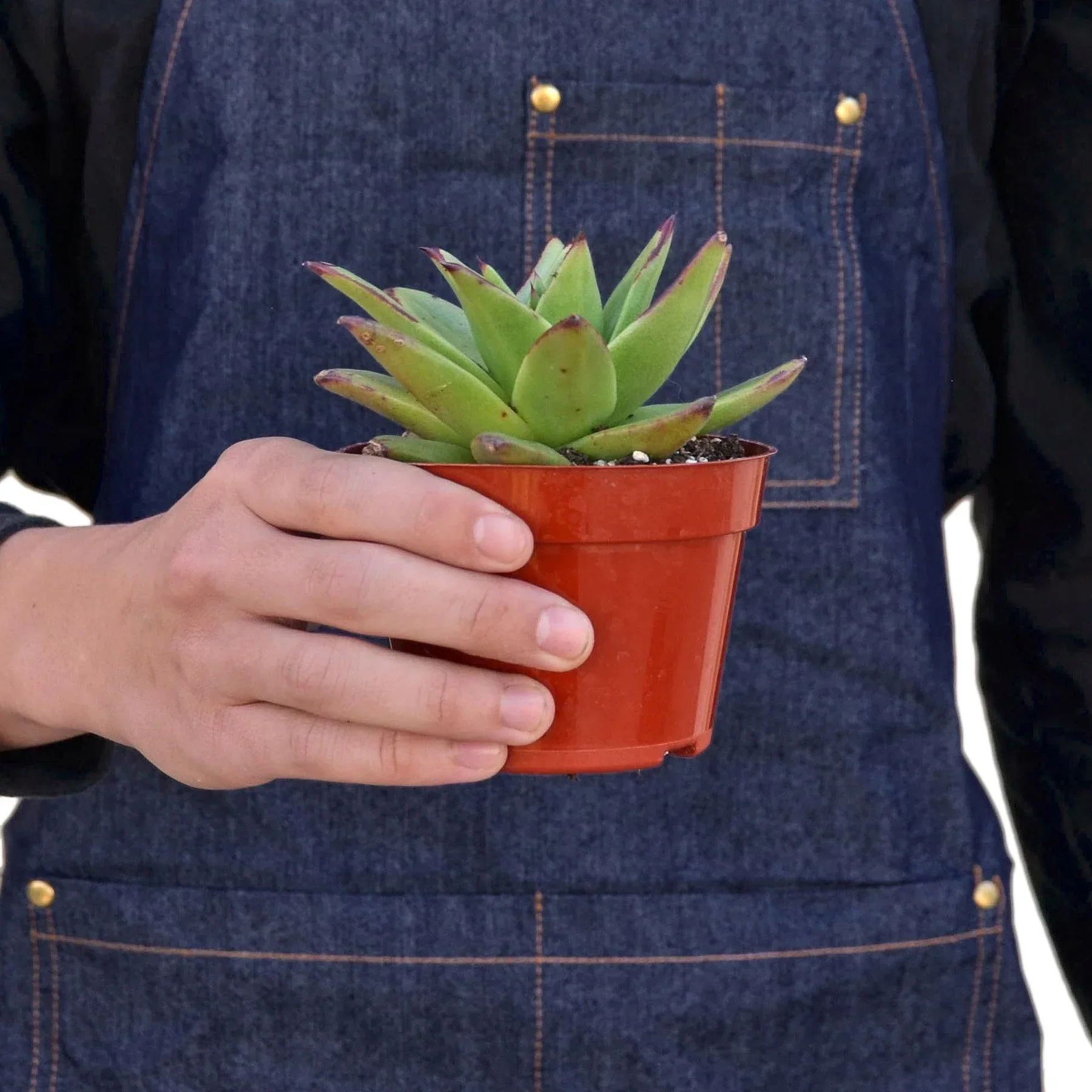 Lipstick Echeveria - Image 4