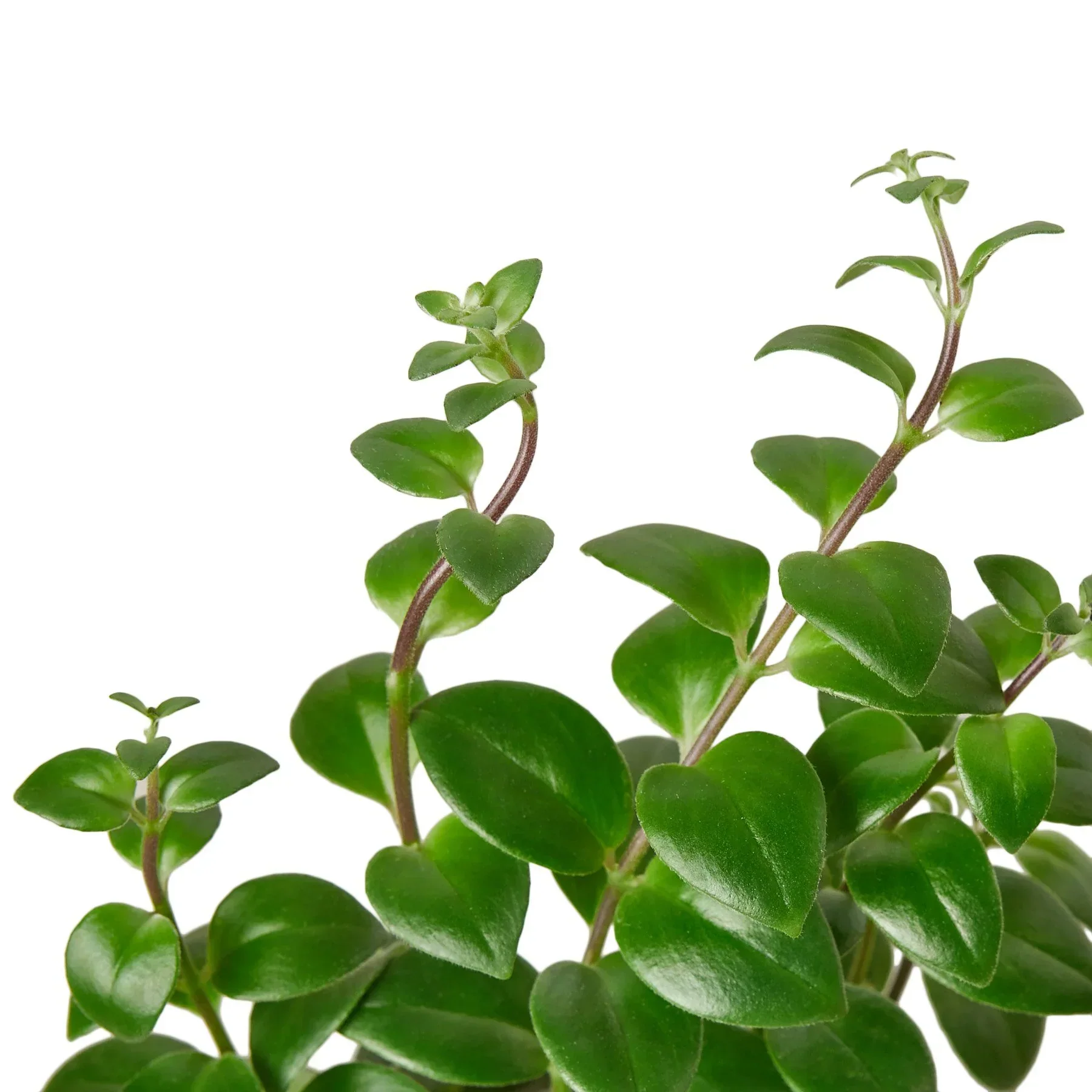 Lipstick Plant - Image 2