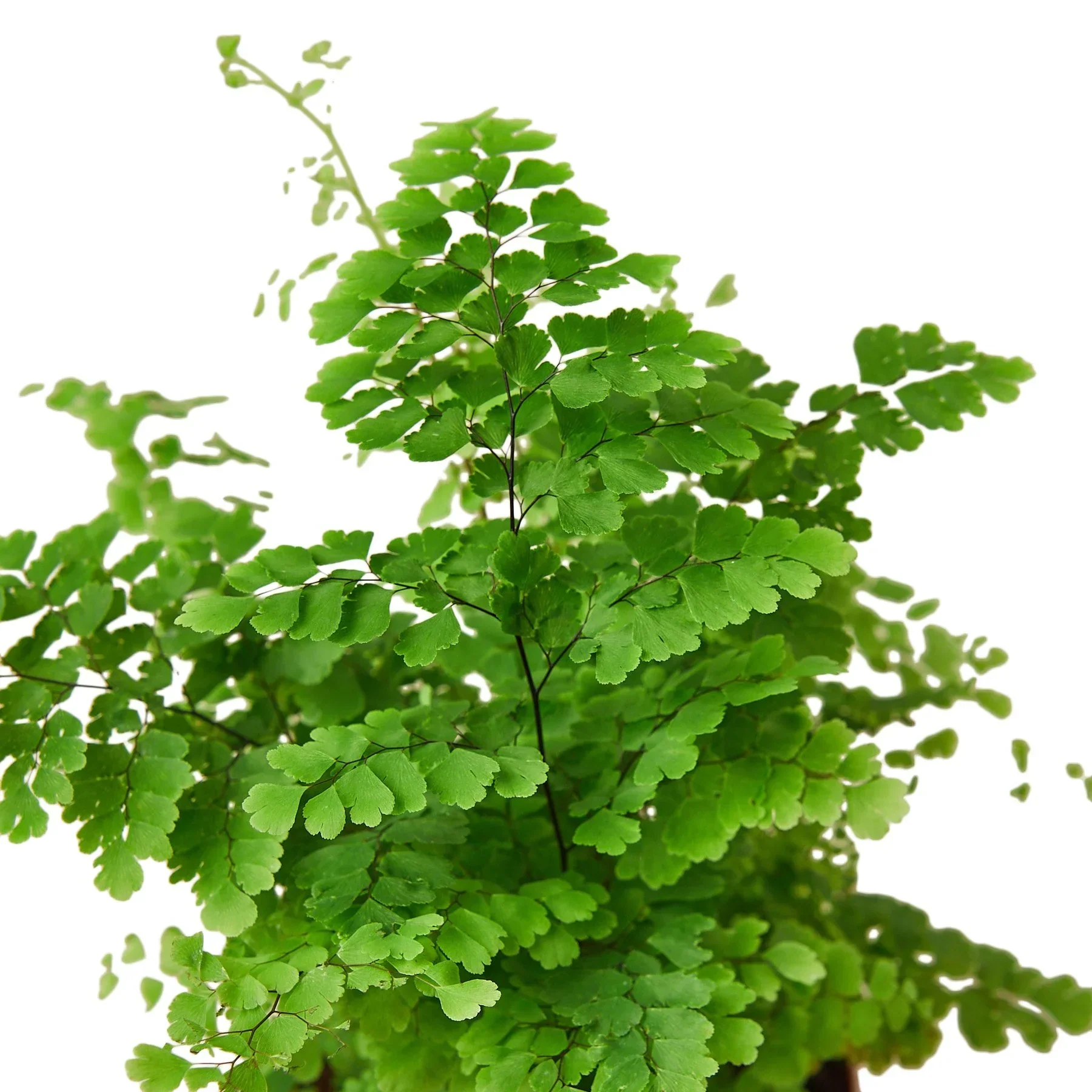 Maidenhair Fern - Image 2