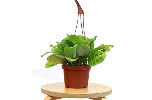 Maranta 'Leuconeura' - Image 4
