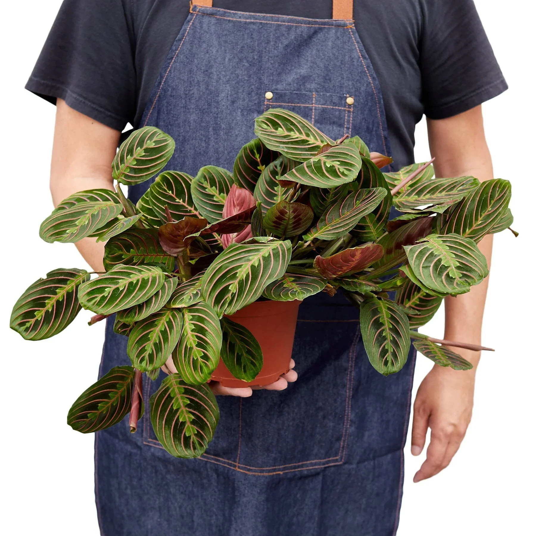 Maranta Red Prayer - Image 5