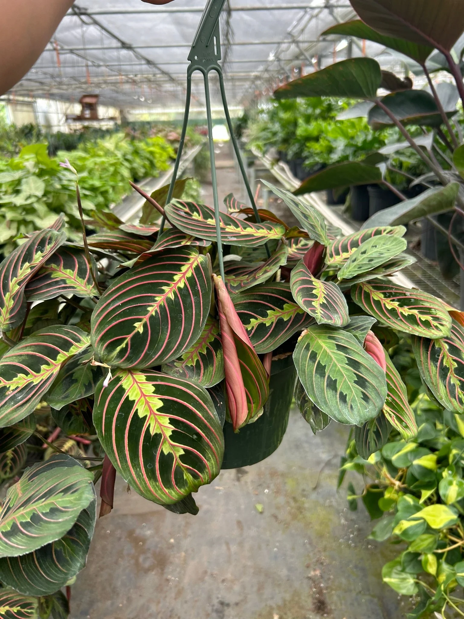 Maranta Red Prayer - Image 7