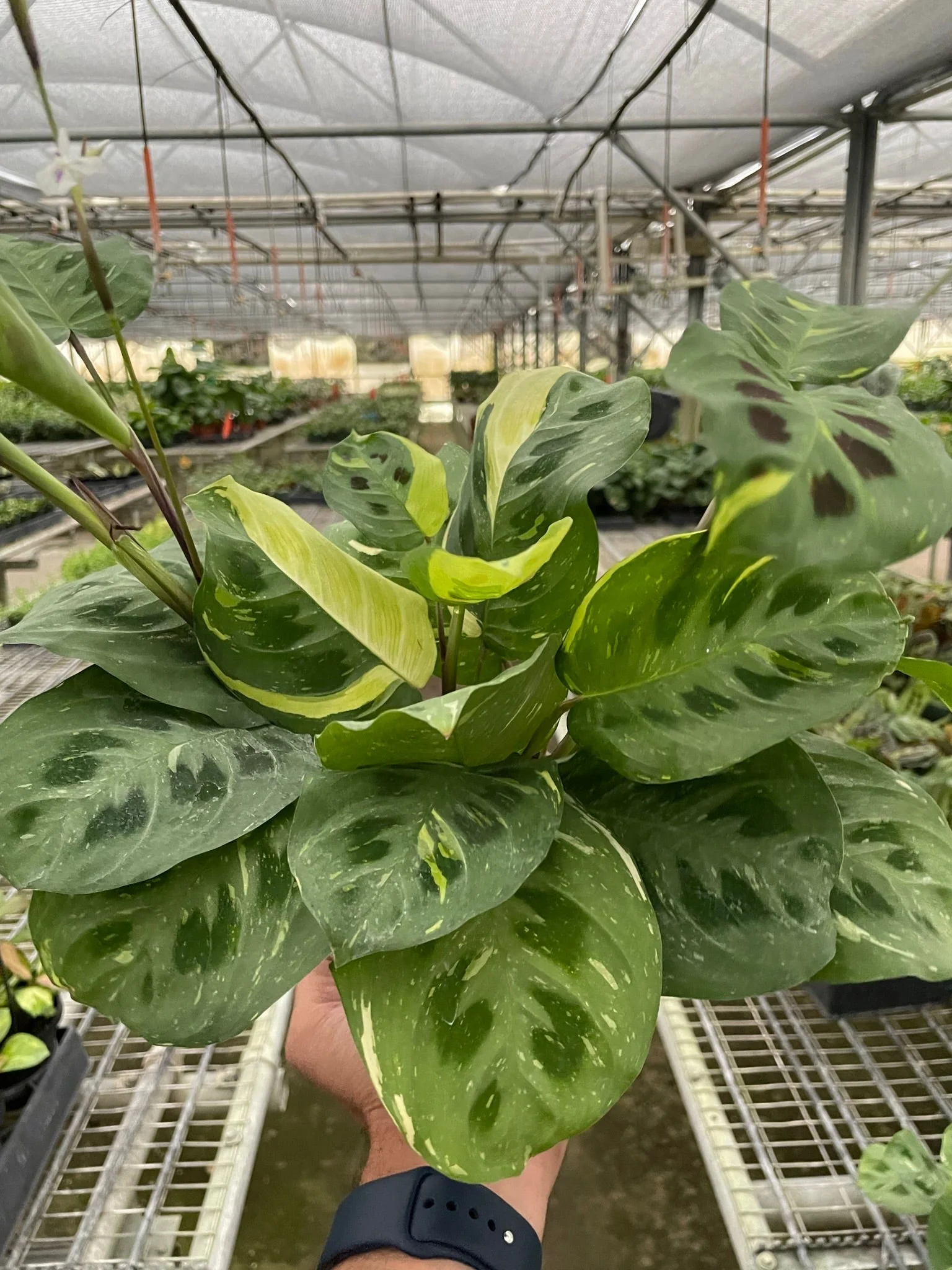 Maranta Variegated 'Beauty Kim' - Image 2