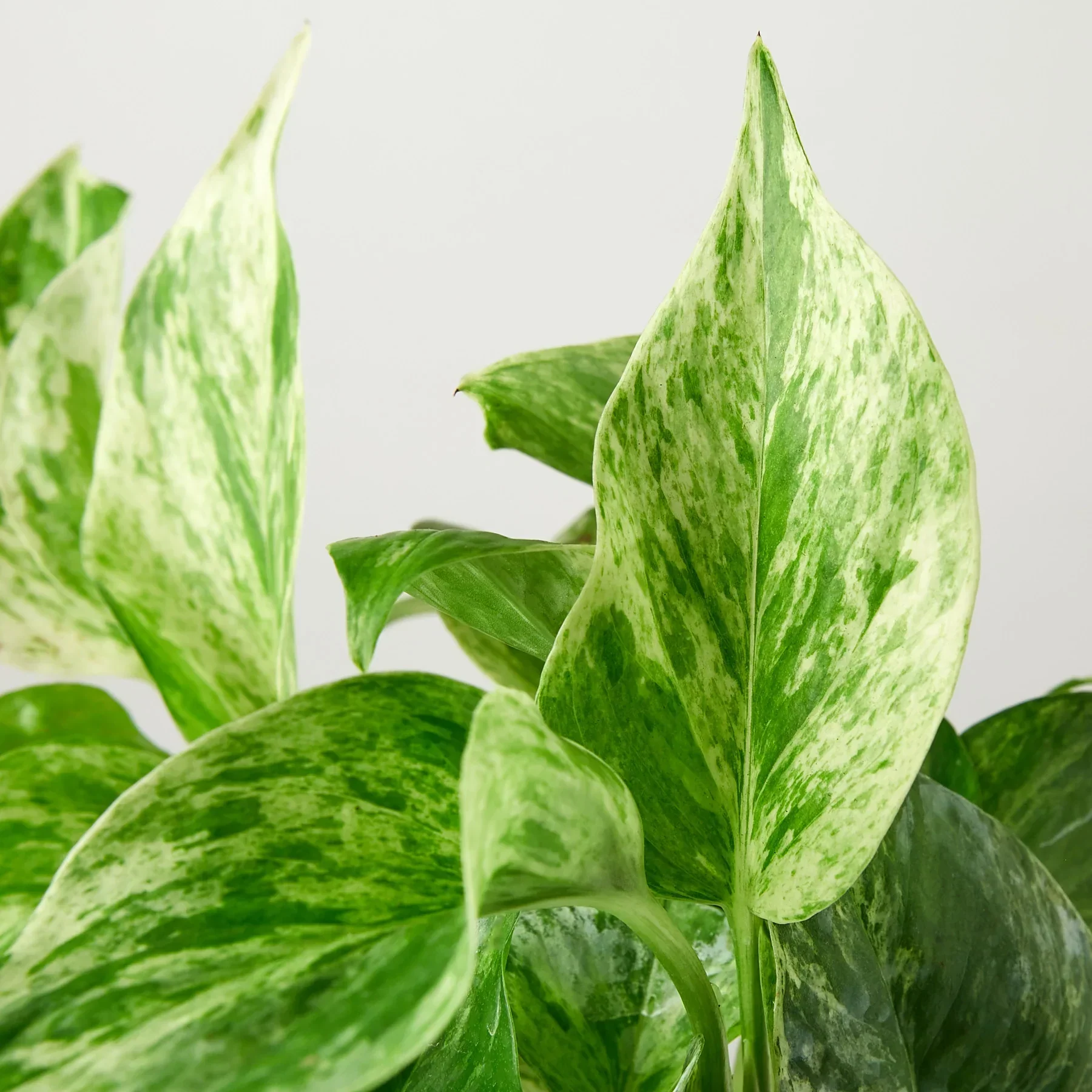 Marble Queen Pothos - Image 2