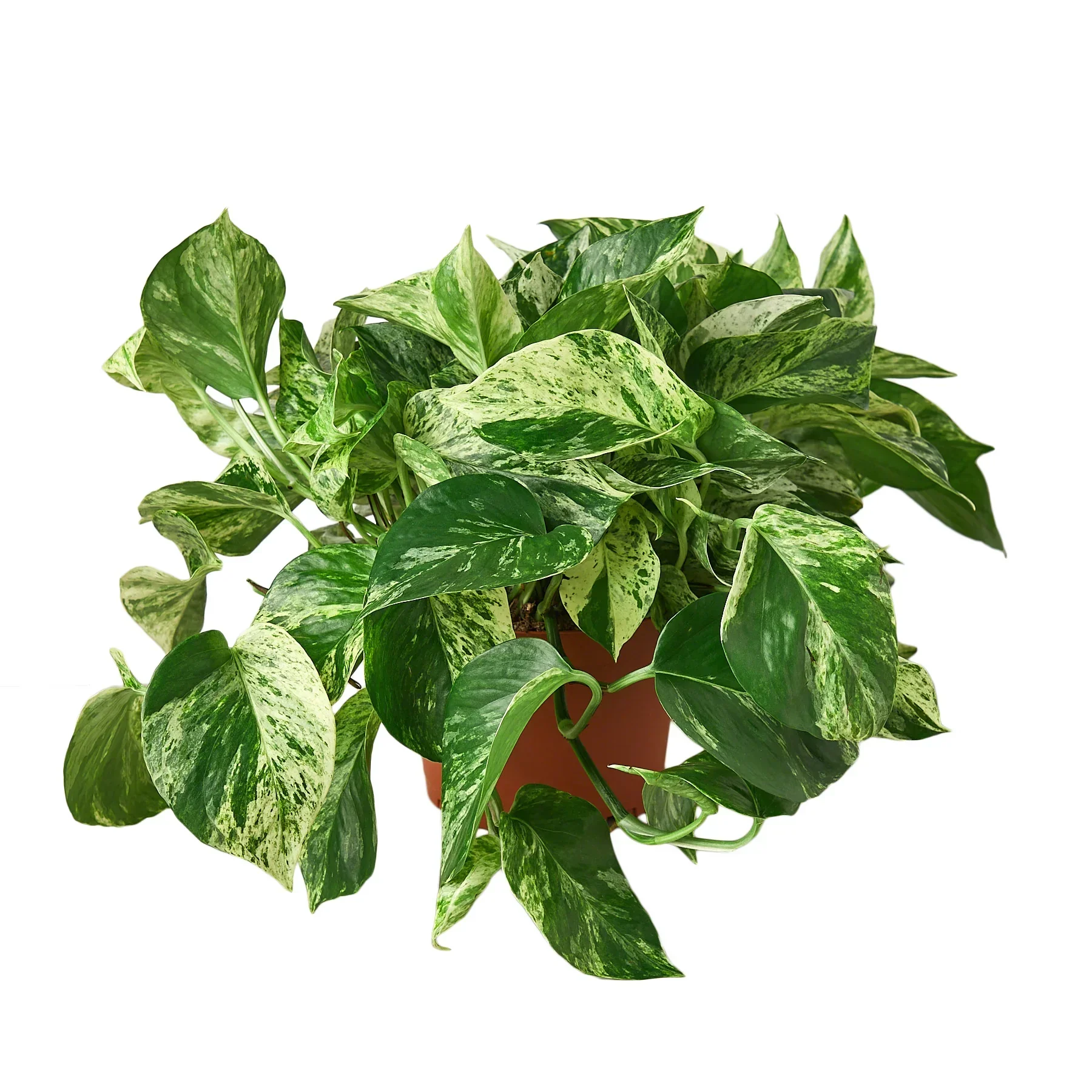 Marble Queen Pothos - Image 4