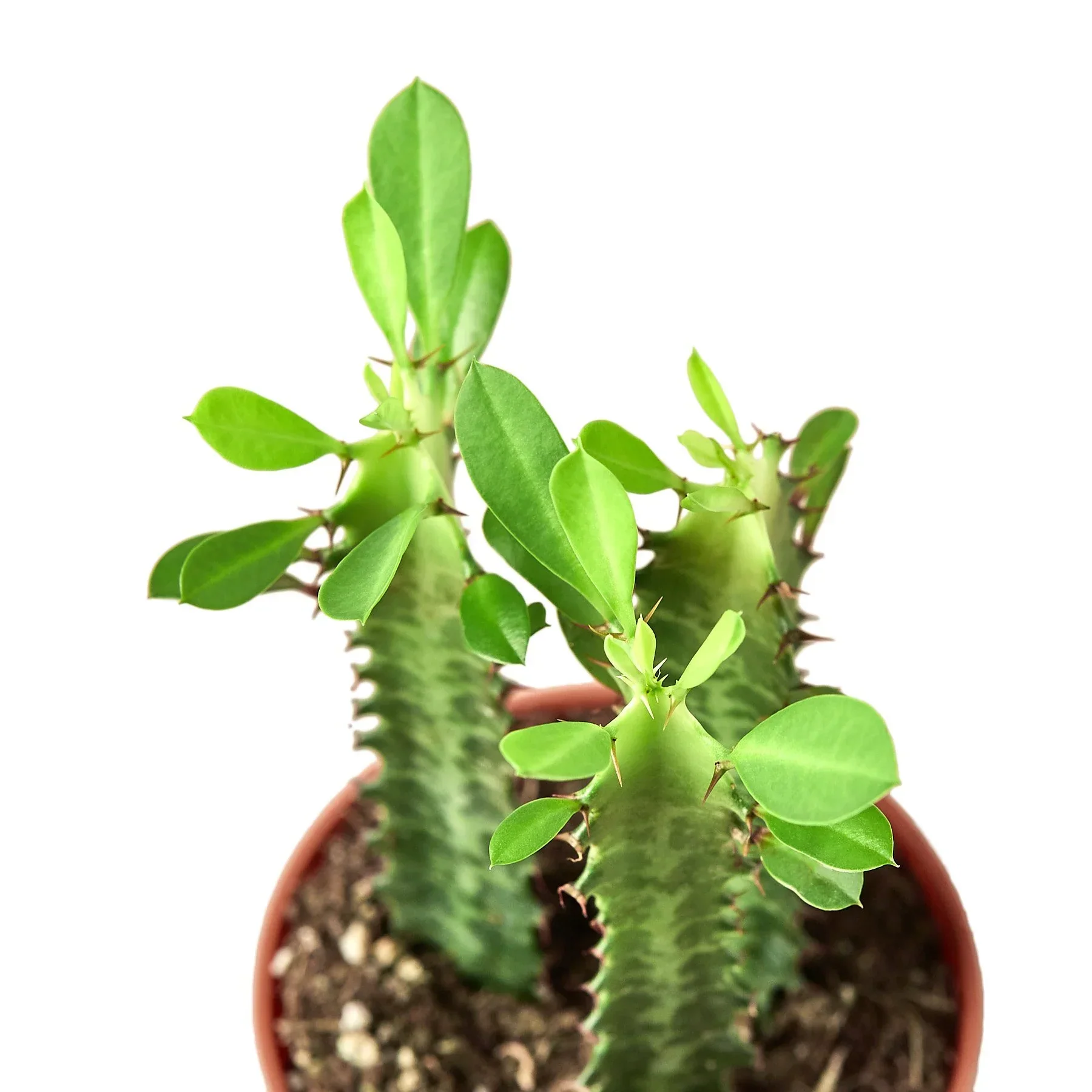 Milkstripe Euphorbia - Image 2
