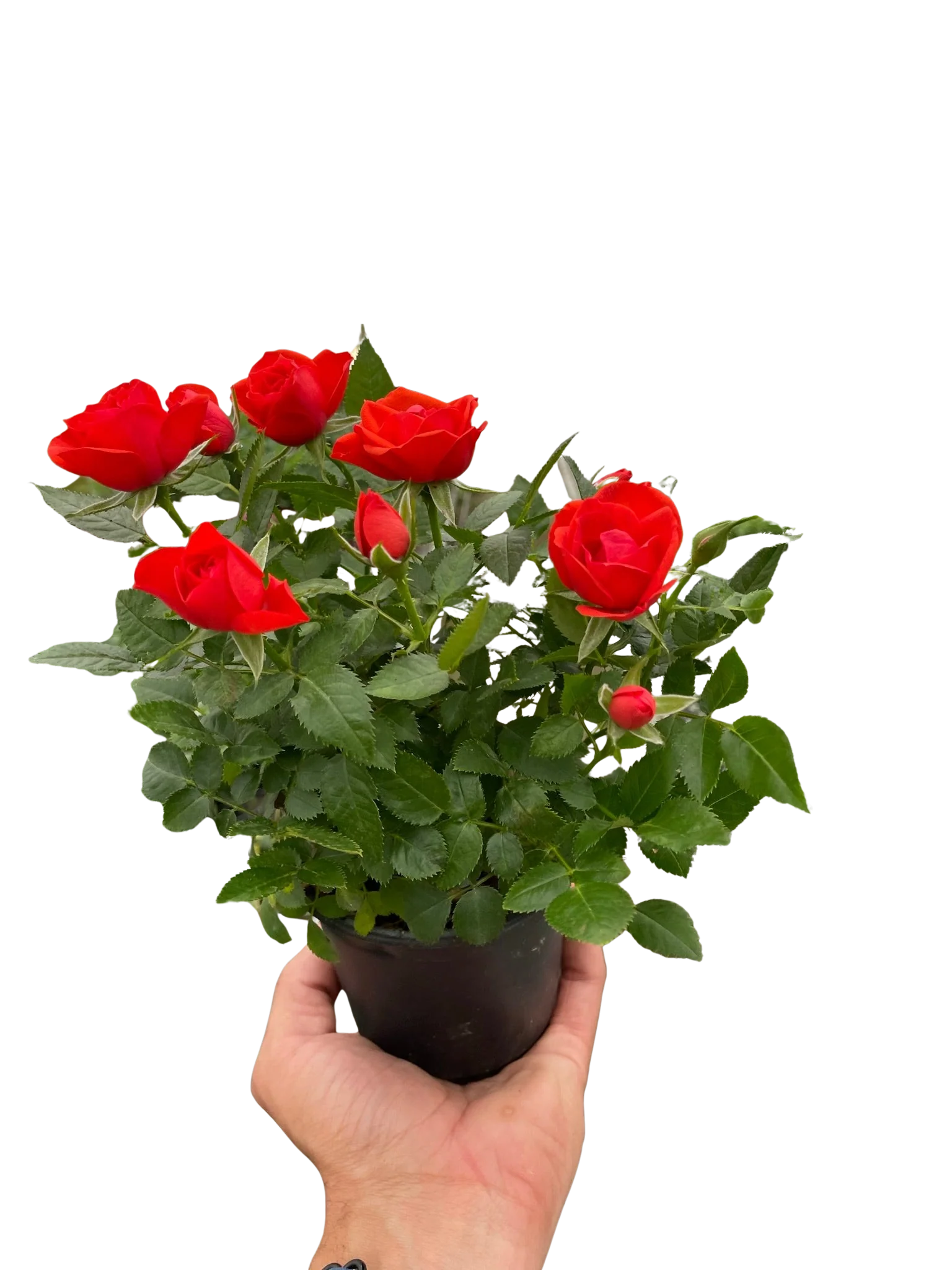 Mini Rose Bush - Image 4