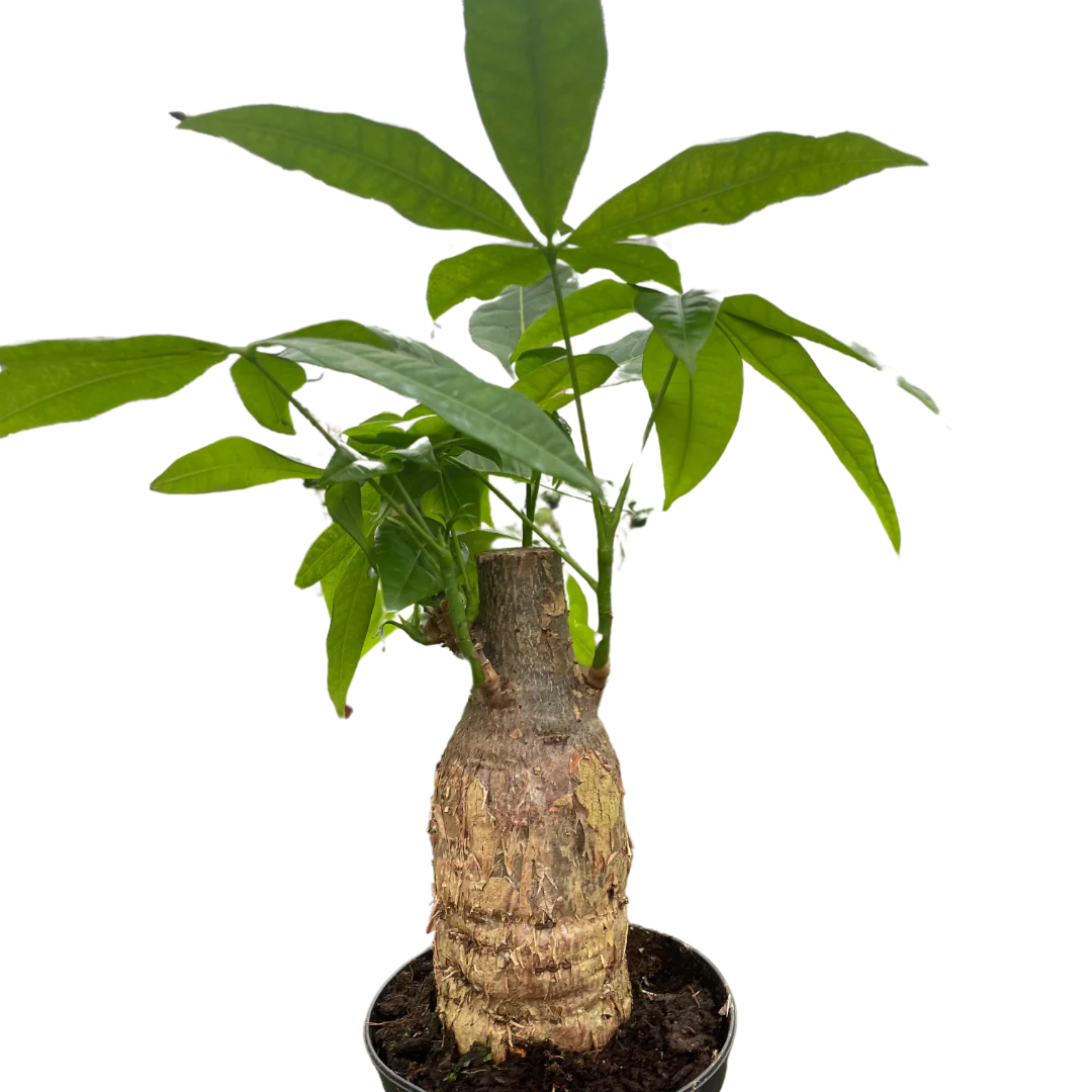 Money Tree Stump