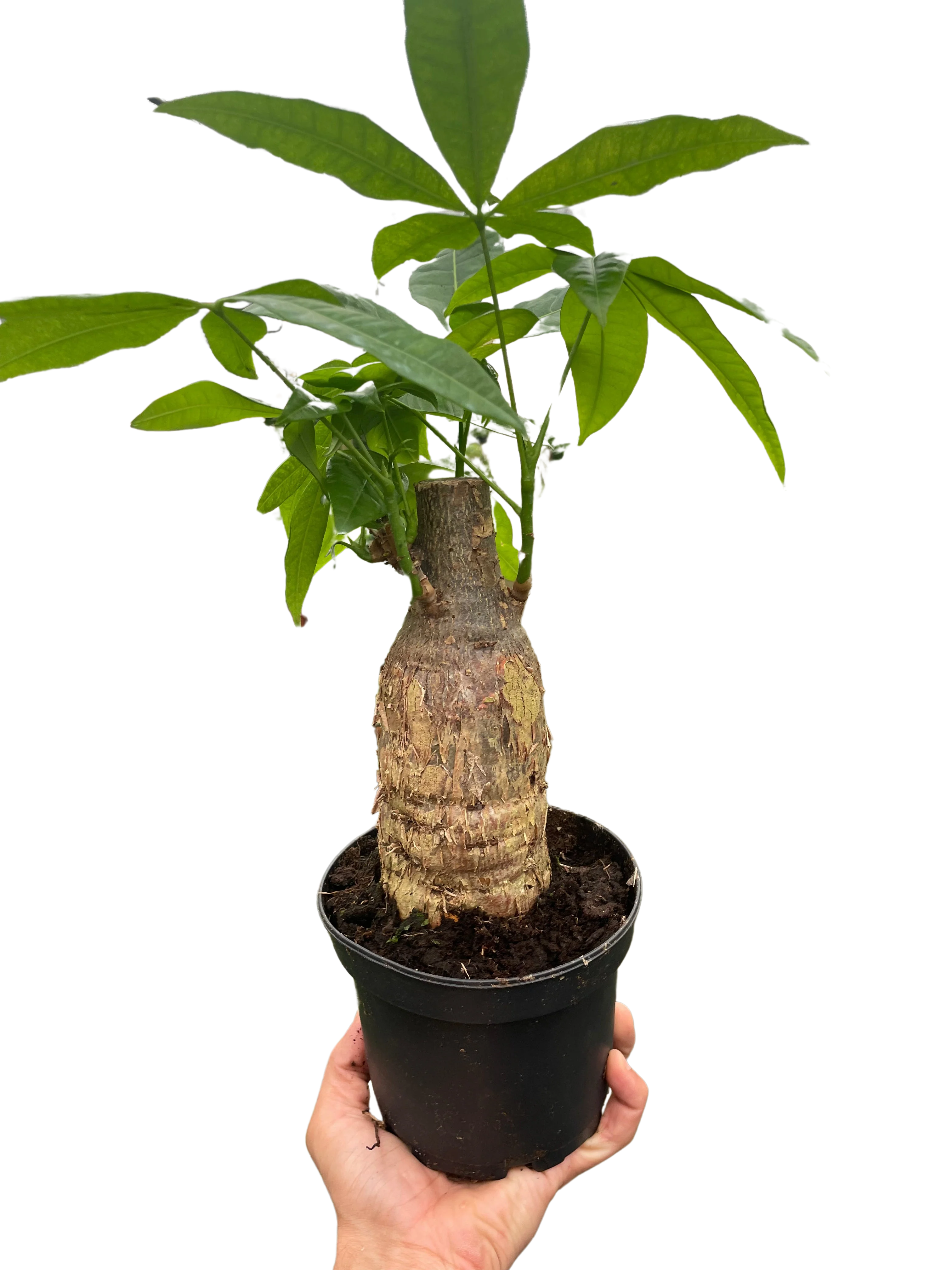 Money Tree Stump - Image 4