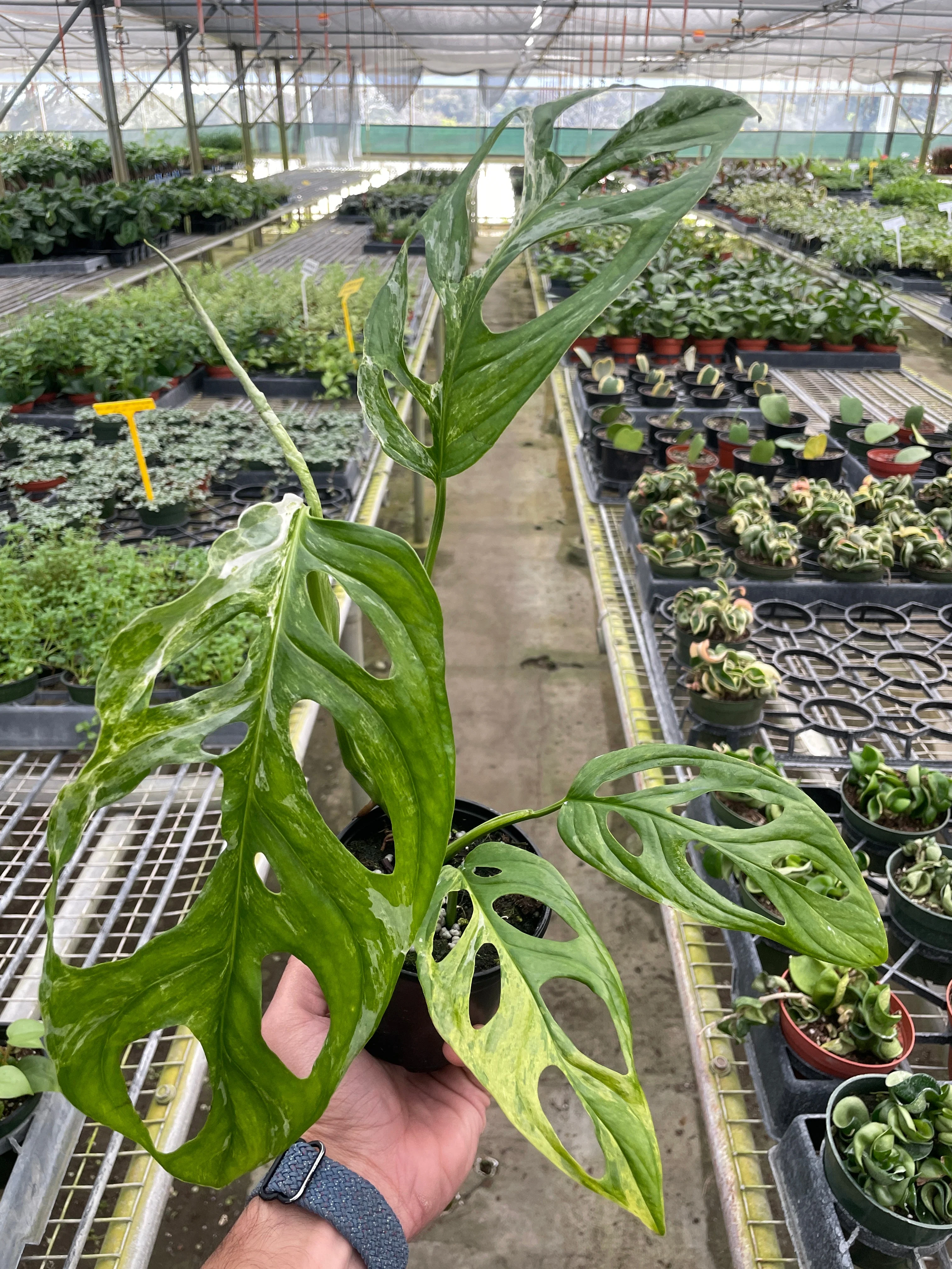 Monstera Adansonii Swiss Cheese Variegated Plant - Image 2