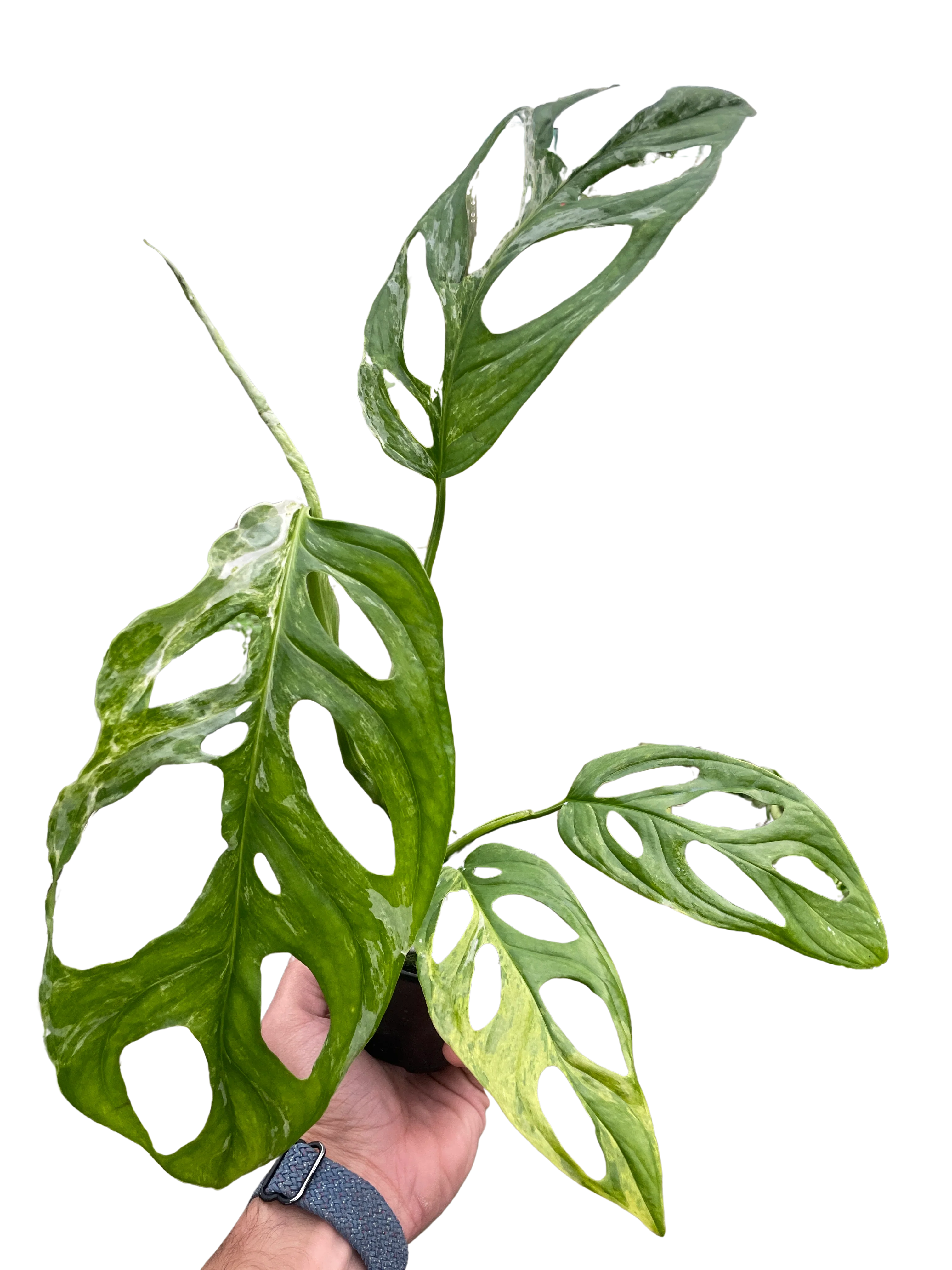 Monstera Adansonii Swiss Cheese Variegated Plant - Image 3