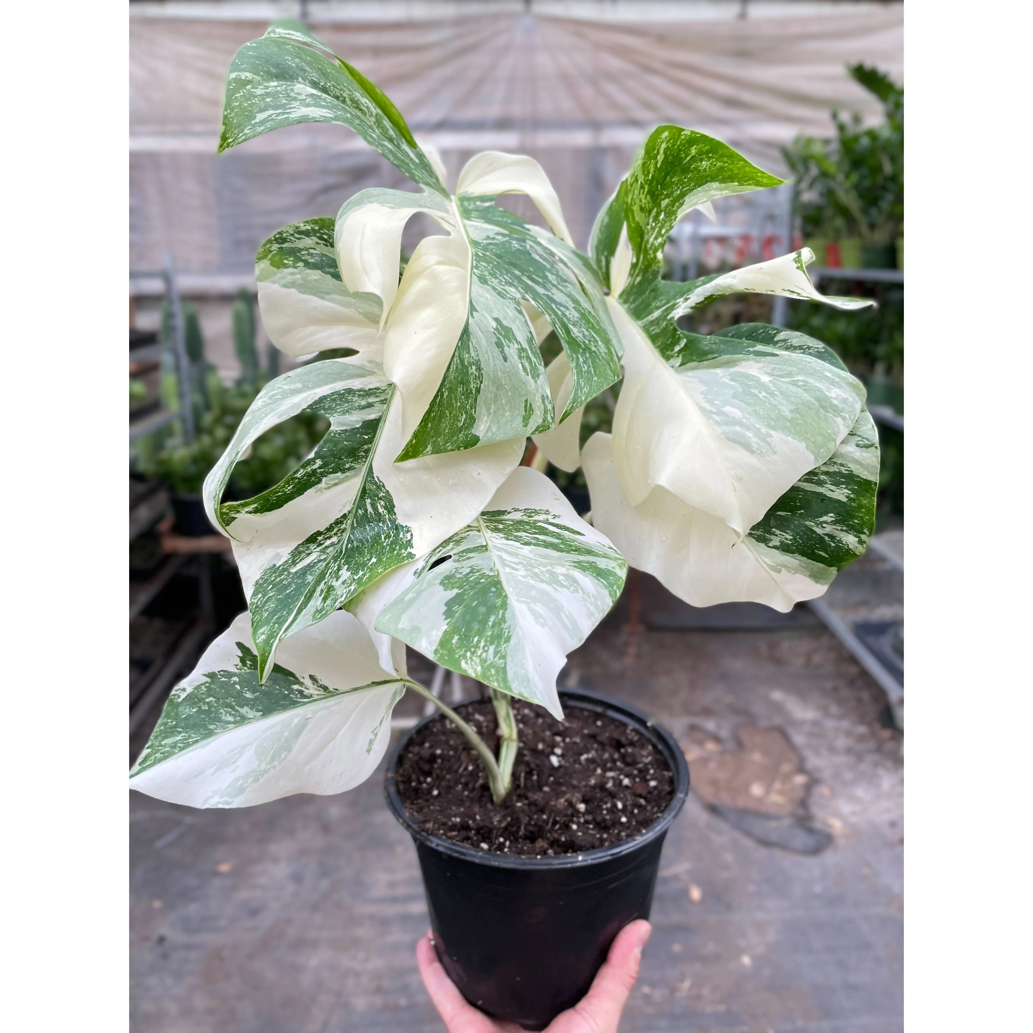 Monstera Albo Borsigiana Variegated - Image 2