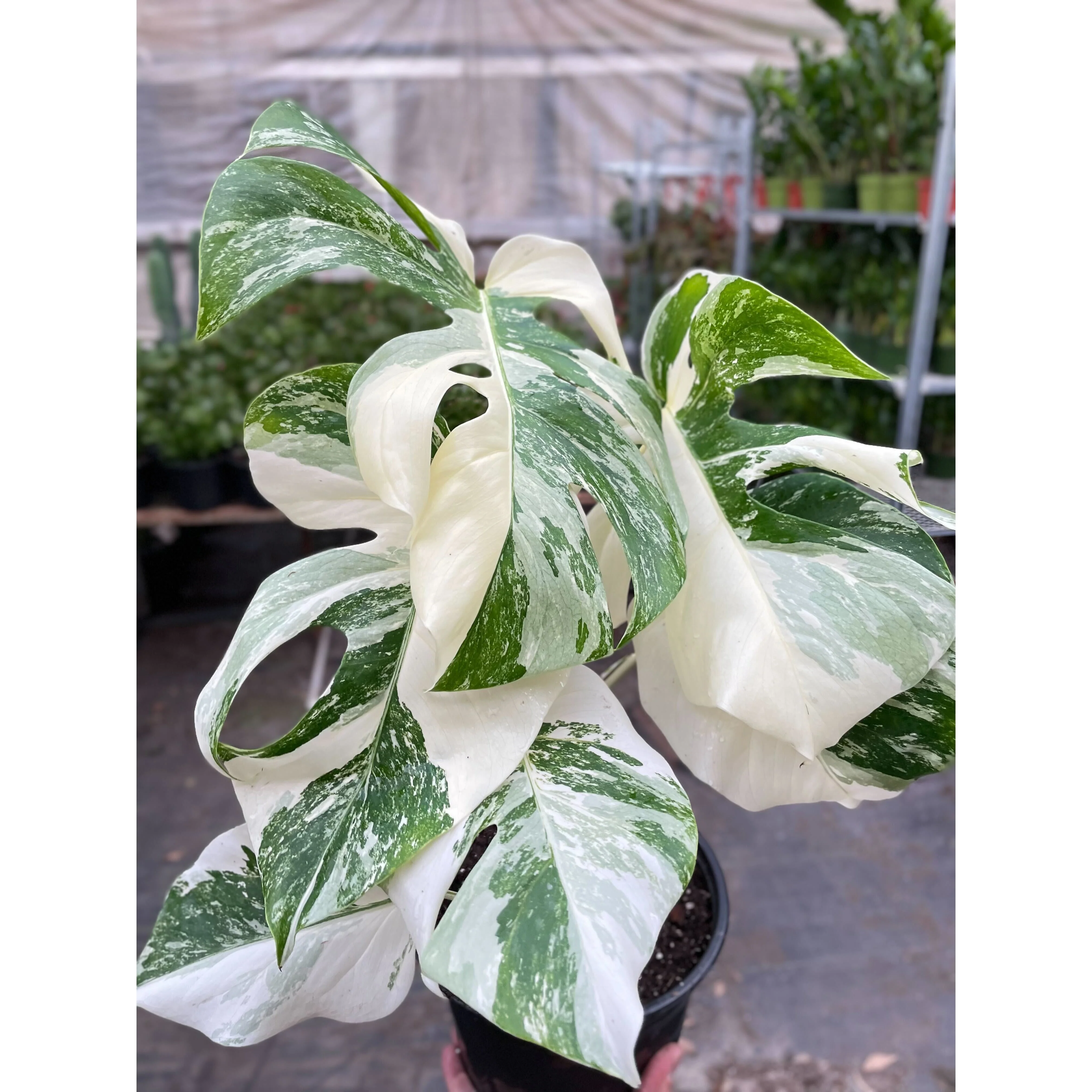 Monstera Albo Borsigiana Variegated - Image 3