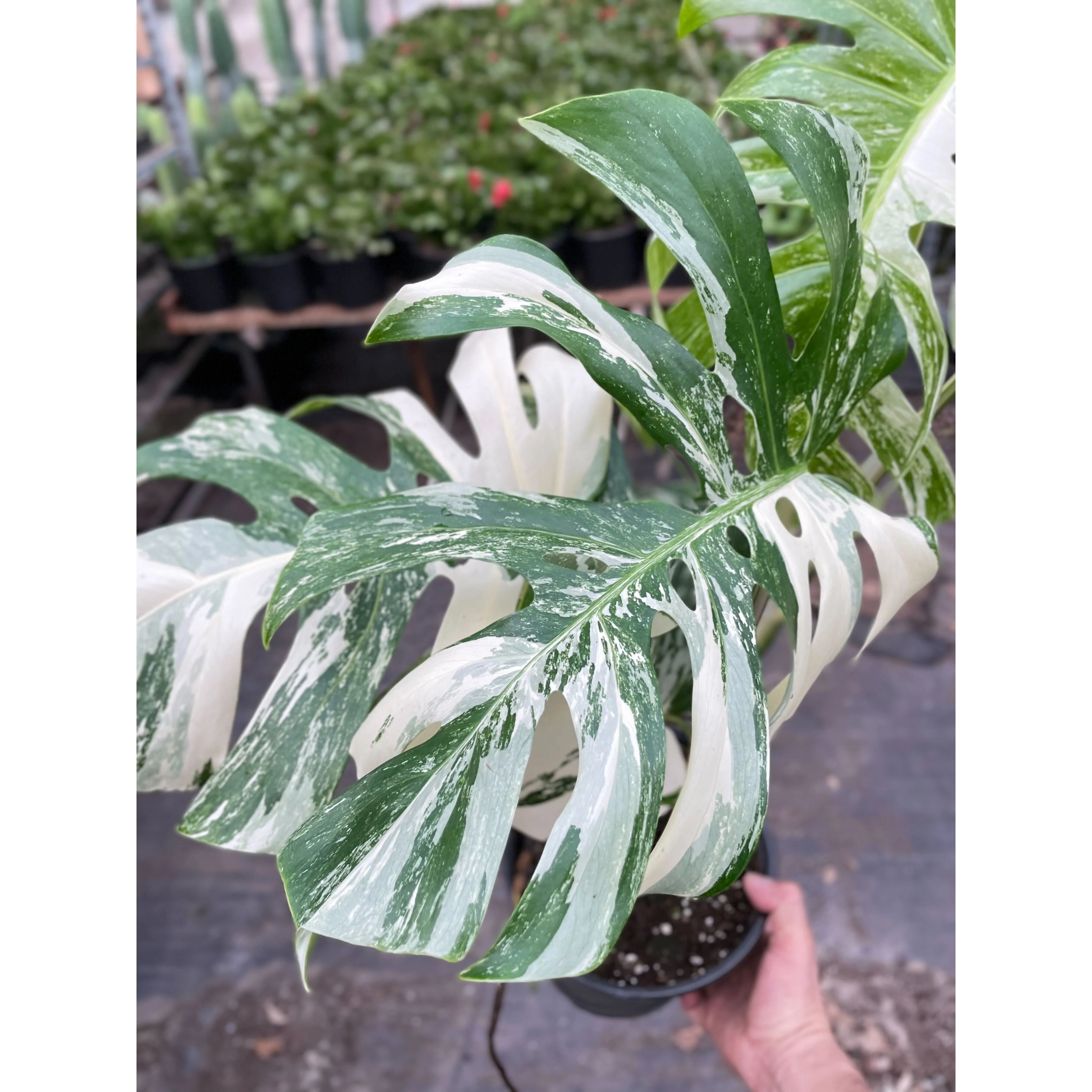 Monstera Albo Borsigiana Variegated - Image 4
