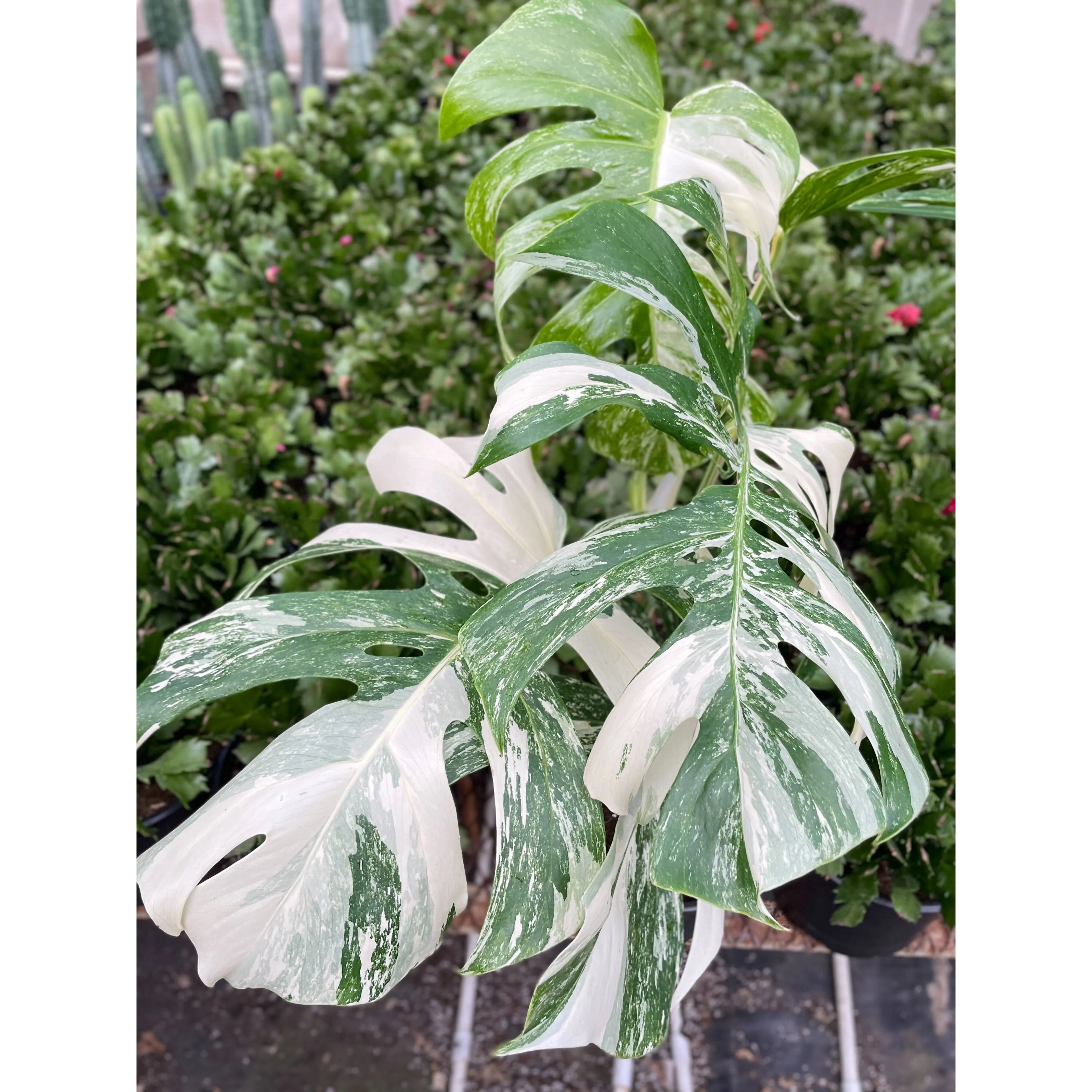 Monstera Albo Borsigiana Variegated - Image 5