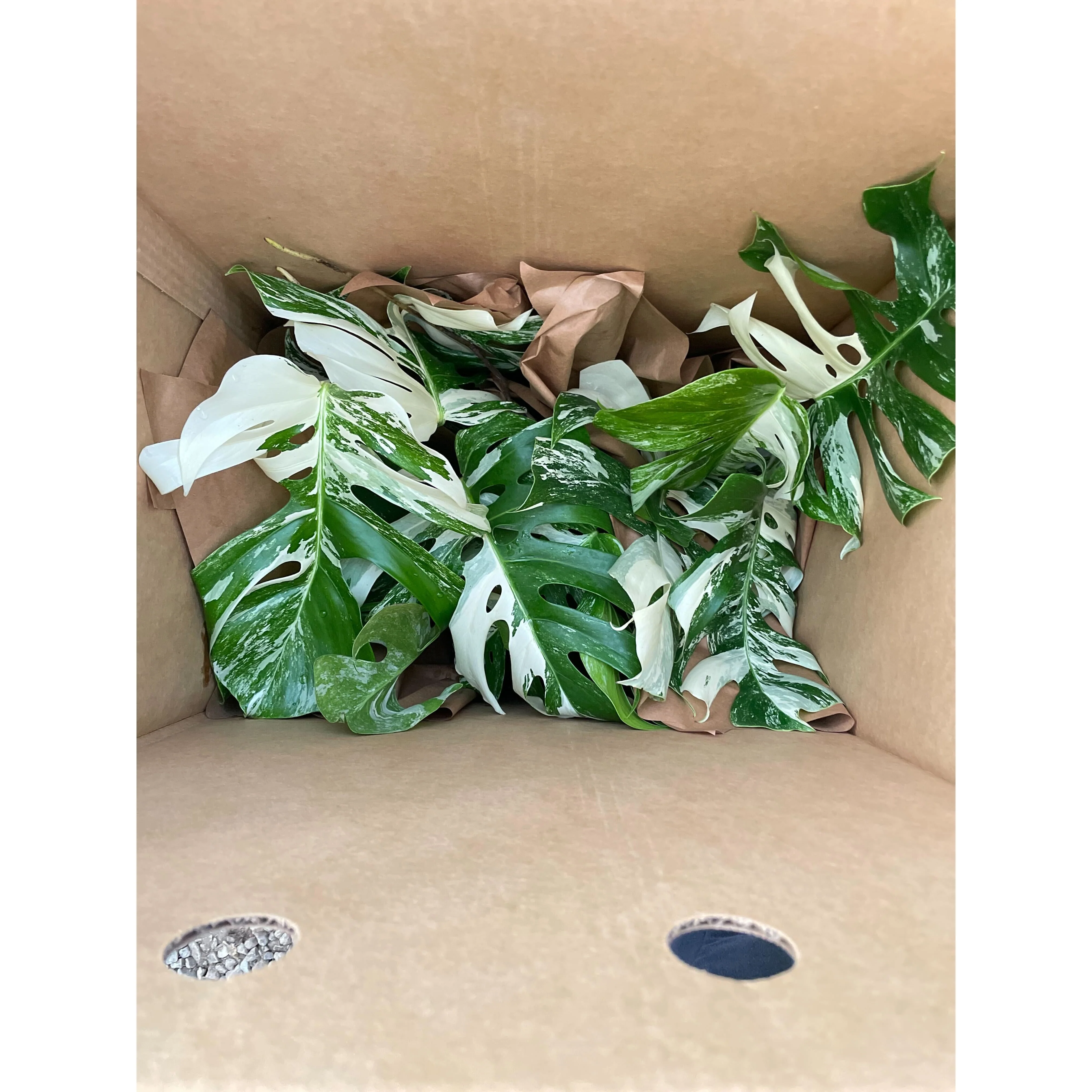 Monstera Albo Borsigiana Variegated - Image 7