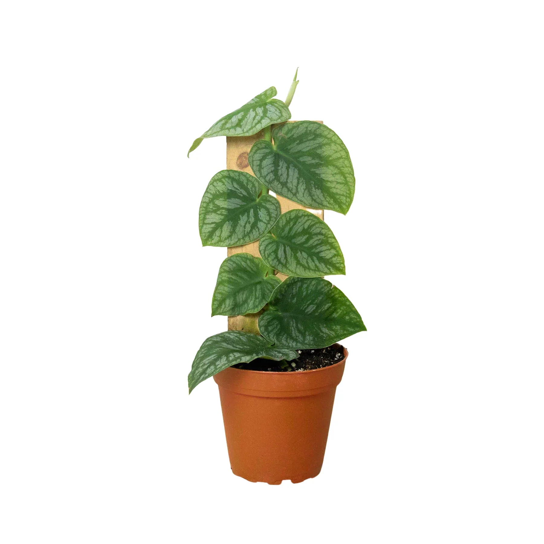 Monstera Dubia