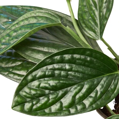 Monstera Peru - Image 2