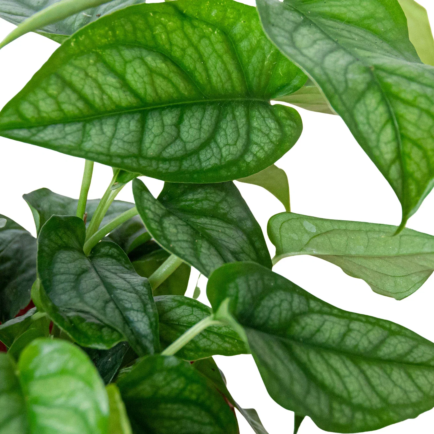 Monstera Siltepecana - Image 2