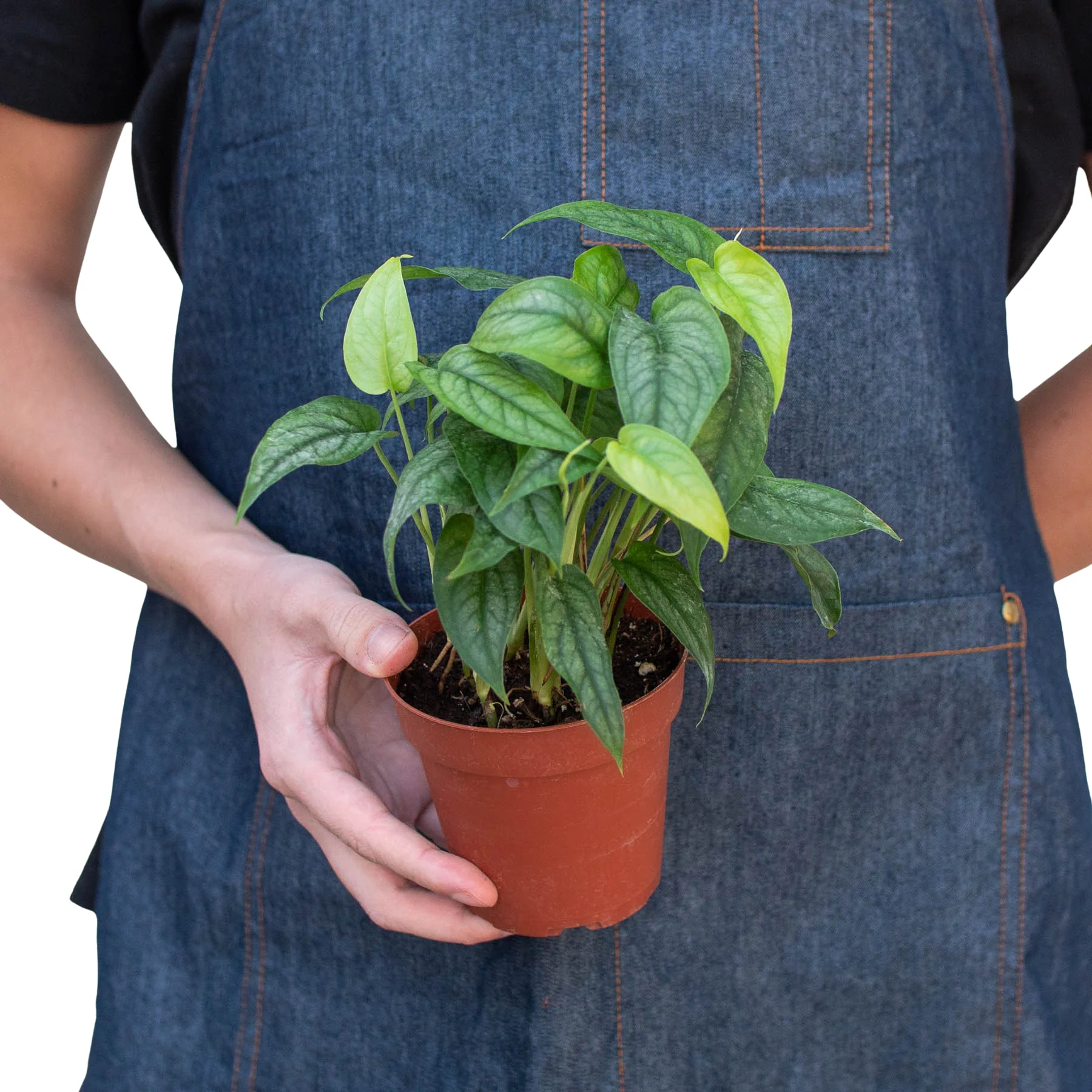 Monstera Siltepecana - Image 3