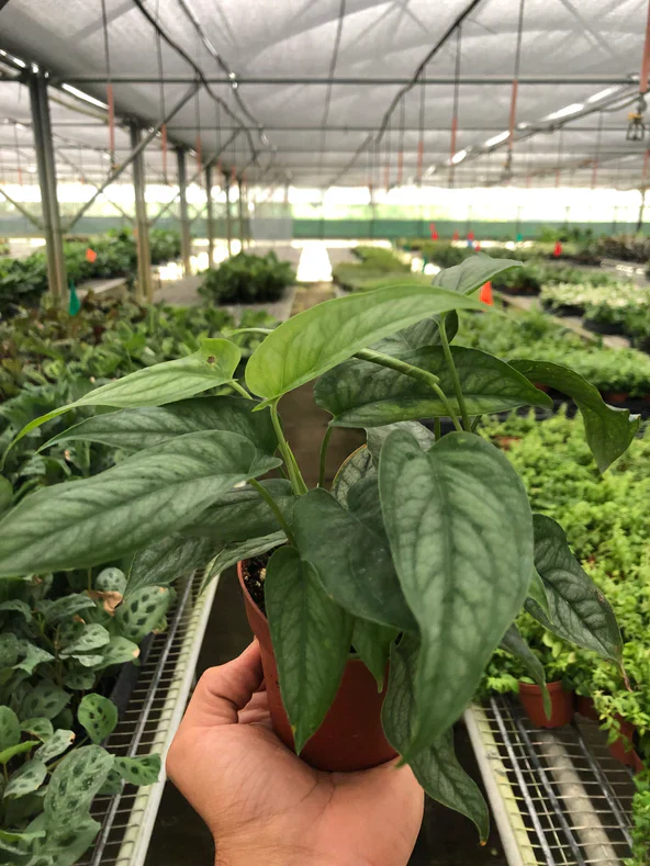 Monstera Siltepecana - Image 4