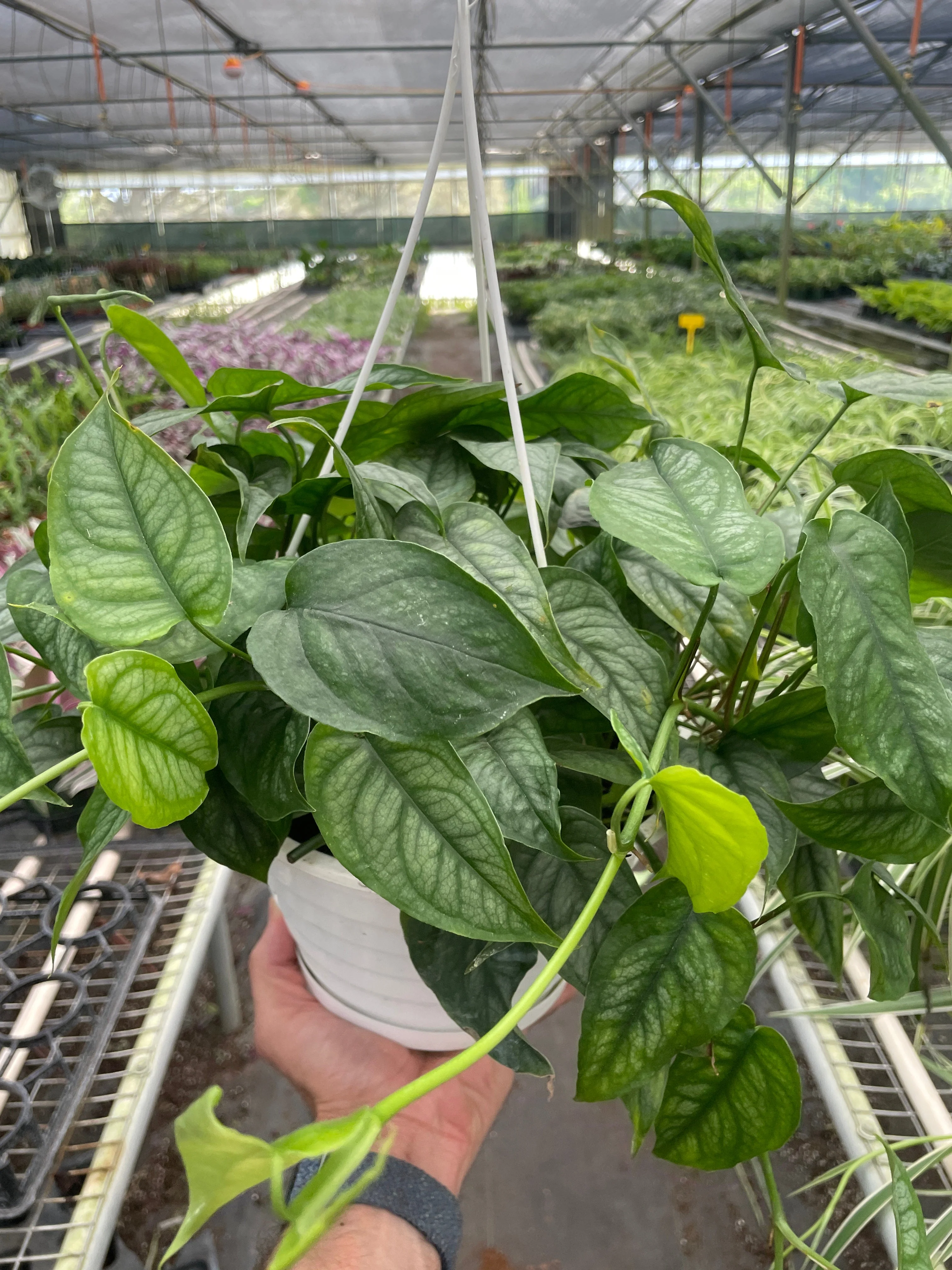 Monstera Siltepecana - Image 5