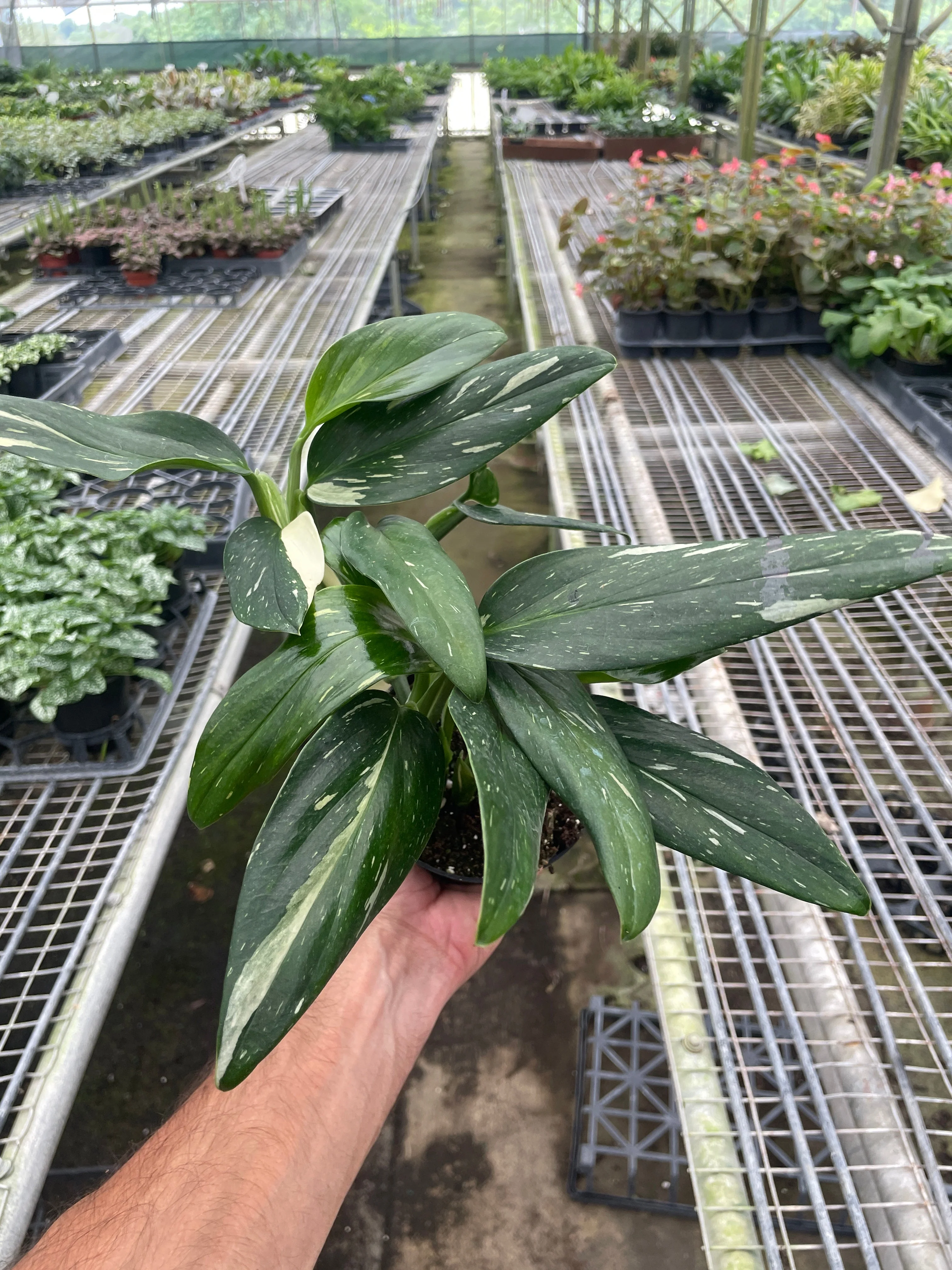 Monstera Standeleyana Albo Variegated - Image 6