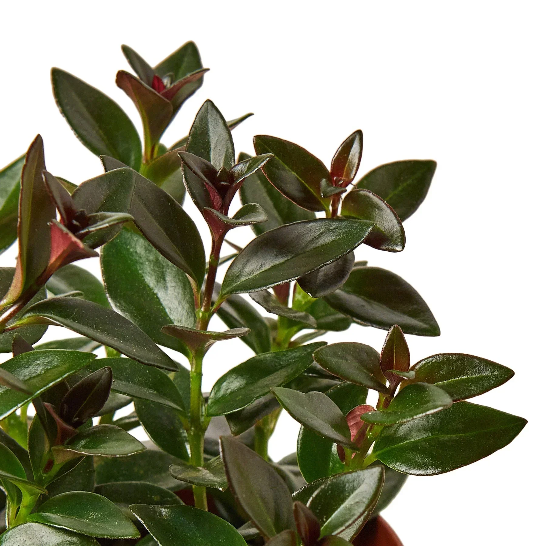Nematanthus Black Goldfish Plant - Image 2
