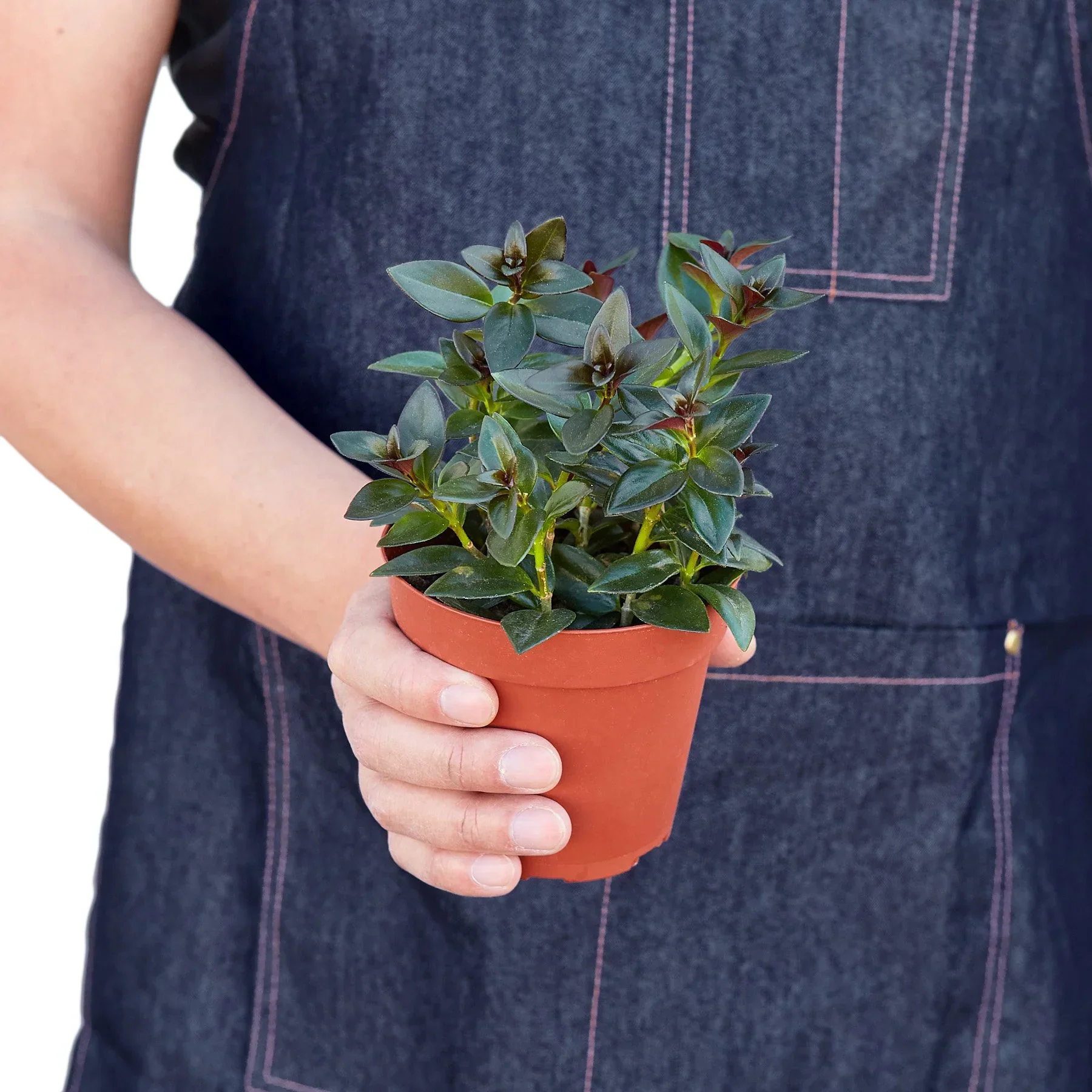 Nematanthus Black Goldfish Plant - Image 3